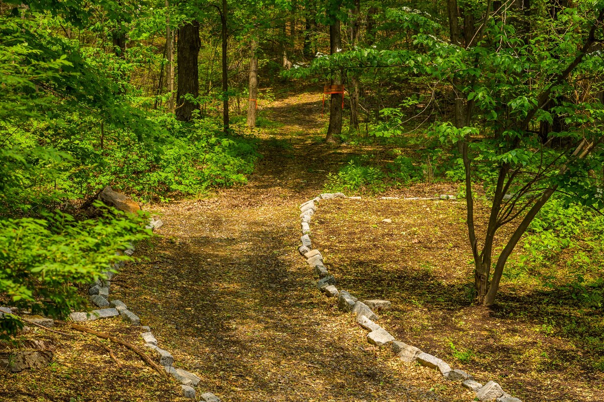 A winding dirt path lined with small stones meanders through a sun-dappled forest floor covered in fallen leaves. Lush green undergrowth and tall trees create a serene woodland setting.