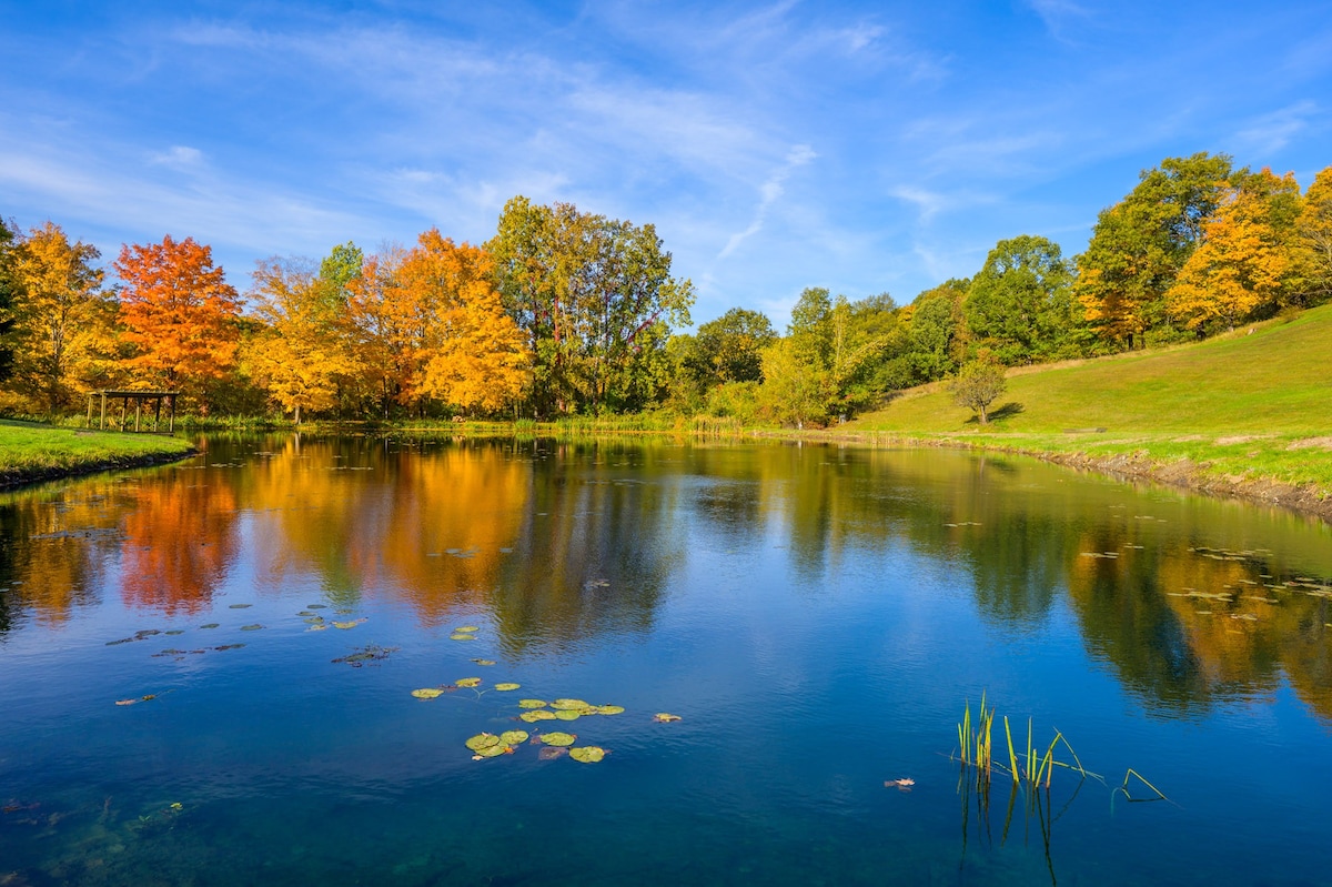 A serene natural pond reflecting a vibrant blue sky and colorful autumn foliage, with lily pads floating on the water and a small wooden structure visible on the far bank.