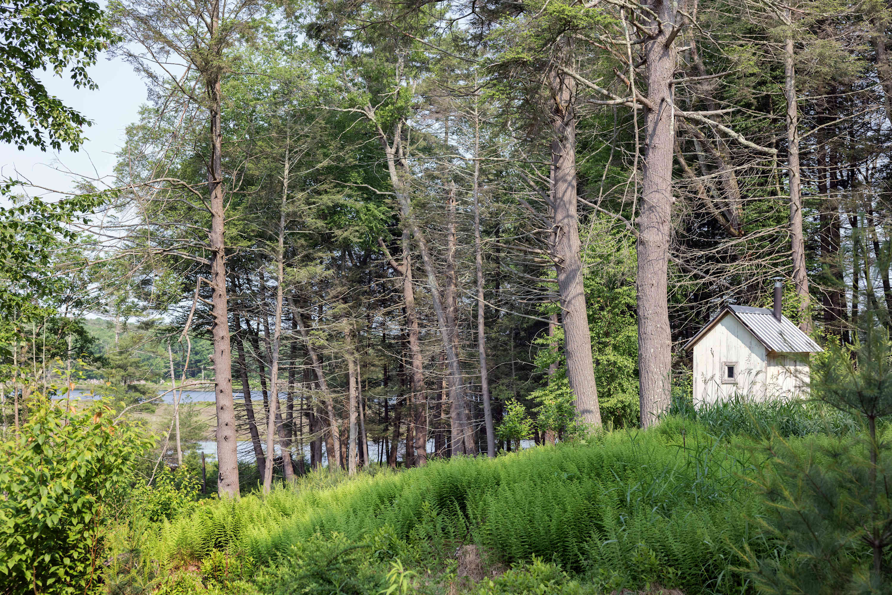 A small, light-colored shed with a white roof is nestled on a grassy hillside amidst tall, slender trees, with a glimpse of a lake through the foliage.