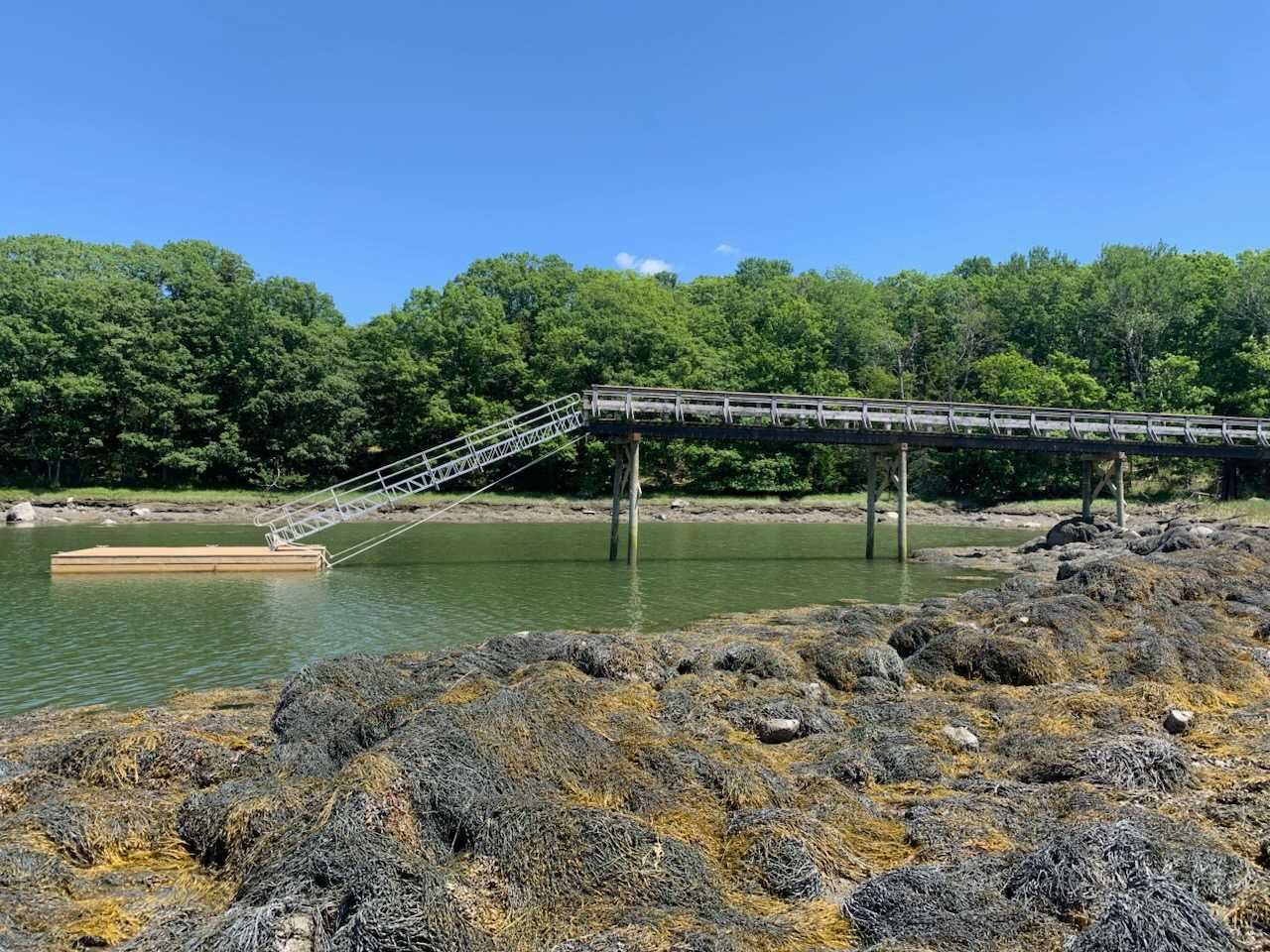 A long wooden pier with an attached gangway leads to a floating dock on a calm, green body of water. The shoreline is rocky and covered in seaweed, with lush green trees in the background under a bright blue sky.
