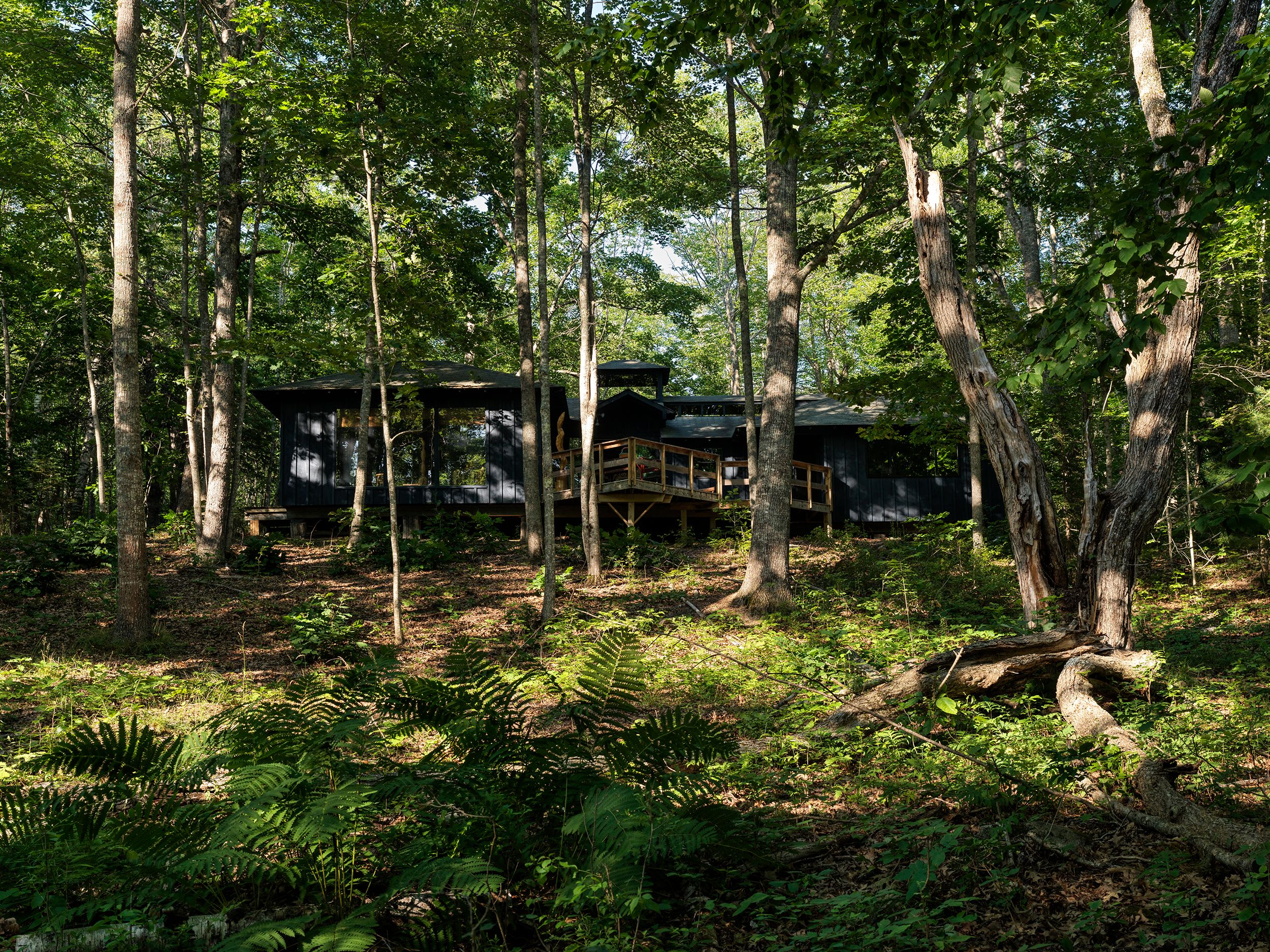 A modern, dark-colored cabin with a wooden deck, partially hidden among tall, lush green trees and ferns, with sunlight dappling through the canopy, creating a serene forest setting.