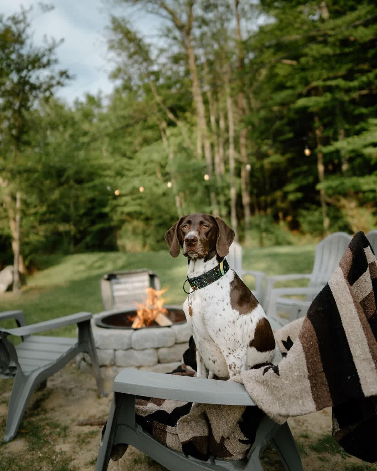 A brown and white dog sits attentively on an outdoor chair next to a stone fire pit with a roaring fire, surrounded by other chairs and string lights. The lush green backyard and dense forest provide a serene backdrop for outdoor relaxation.