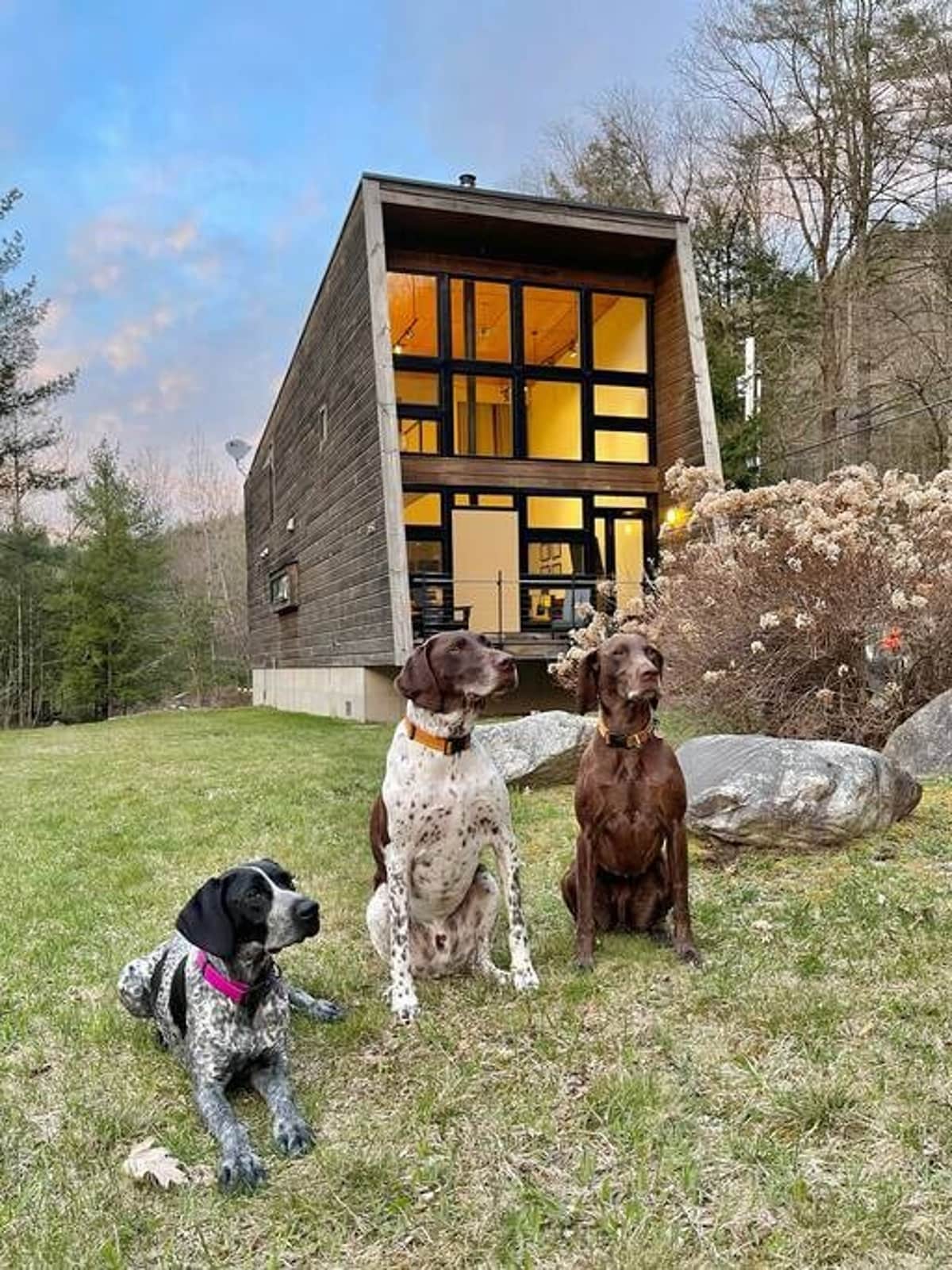 The modern cabin's front facade features expansive, multi-pane windows and dark wood siding, set against a grassy lawn where three German Shorthaired Pointers sit. The house is surrounded by trees and natural landscaping under a cloudy sky.