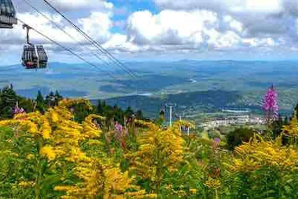 A vibrant summer mountain landscape with bright yellow and purple wildflowers in the foreground, overlooking a valley with distant mountains and a town. Gondola cars traverse overhead against a cloudy blue sky.