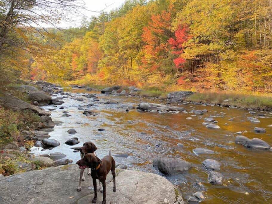 Scenic river with clear water flowing over rocks, flanked by a vibrant forest displaying rich autumn colors of yellow, orange, and red, with two brown dogs standing on a large rock in the foreground.