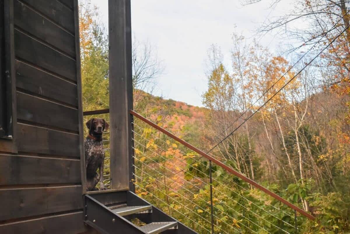 A brown and white dog stands on the modern metal stairs leading up to the cabin's entrance, which features a cable railing. The background is filled with the warm hues of autumn foliage, highlighting the natural setting.