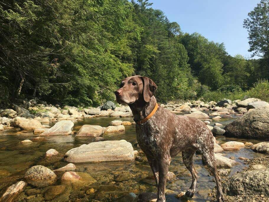 A brown and white spotted dog stands in a shallow, rocky river surrounded by lush green trees under a bright sky, showcasing the natural surroundings.