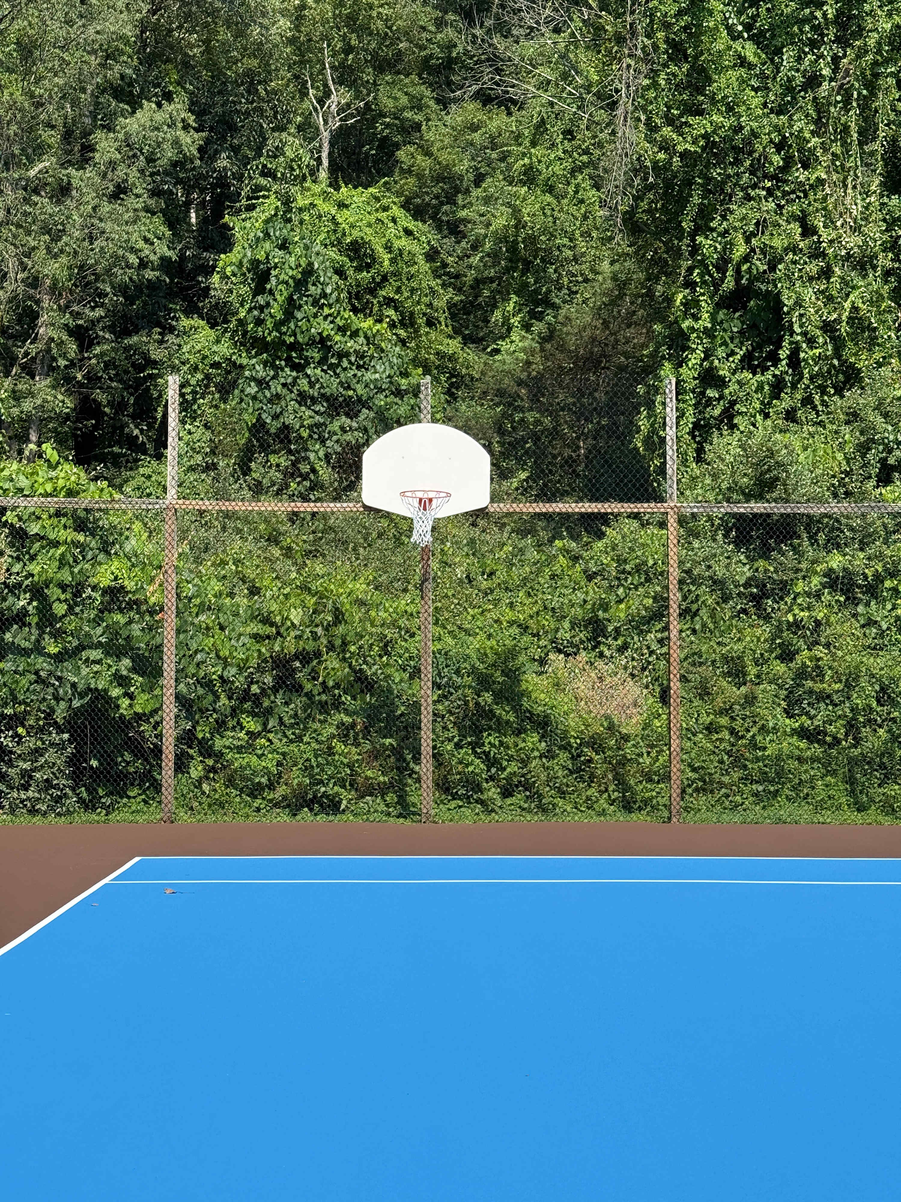 A close-up view of a basketball hoop and backboard on a vibrant blue court, enclosed by a chain-link fence, with lush green foliage and trees forming a dense backdrop under a bright sky.