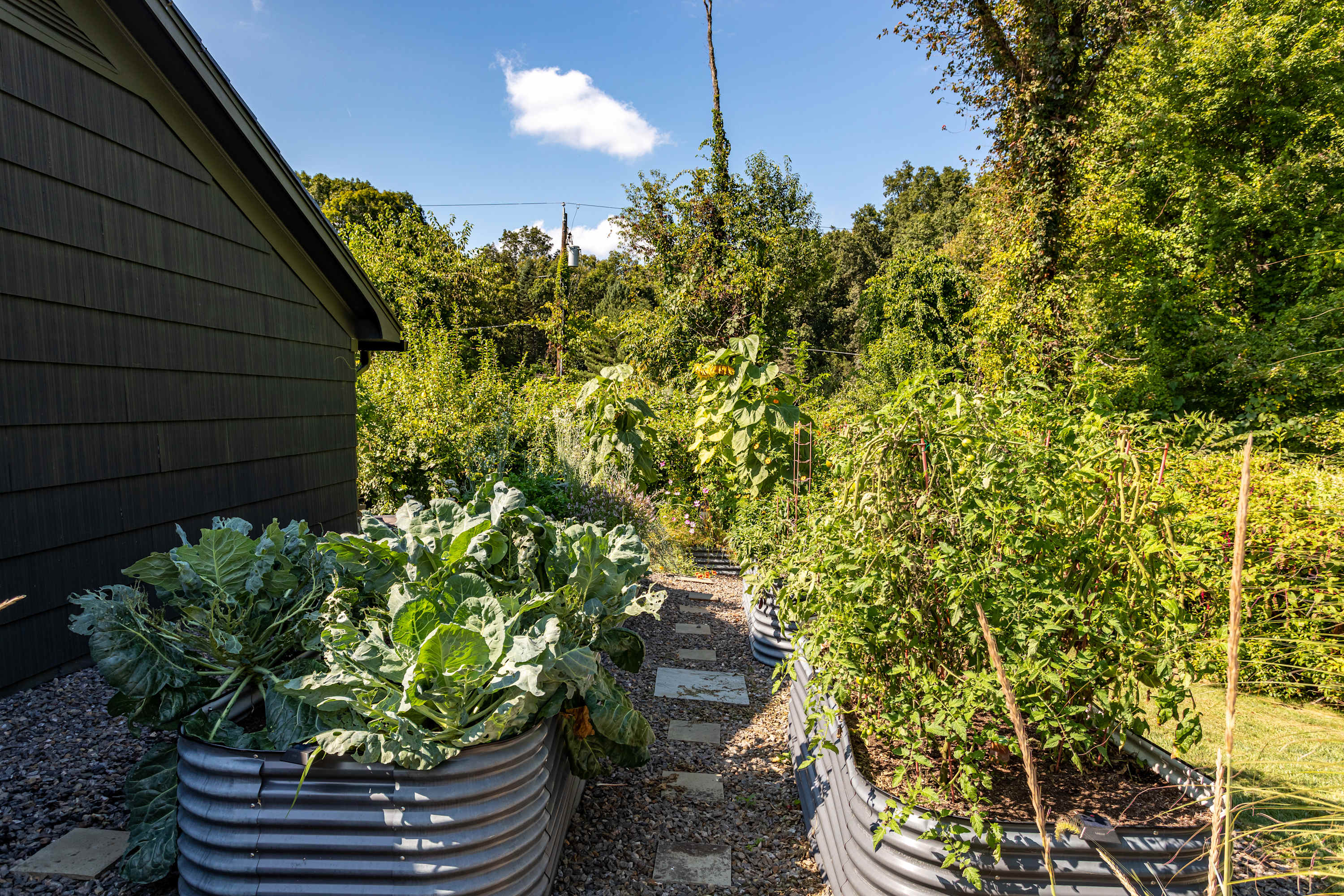 A well-maintained garden features two large corrugated metal raised garden beds filled with lush green plants, separated by a gravel path with stepping stones, all set against a backdrop of dense foliage and a dark-sided building.