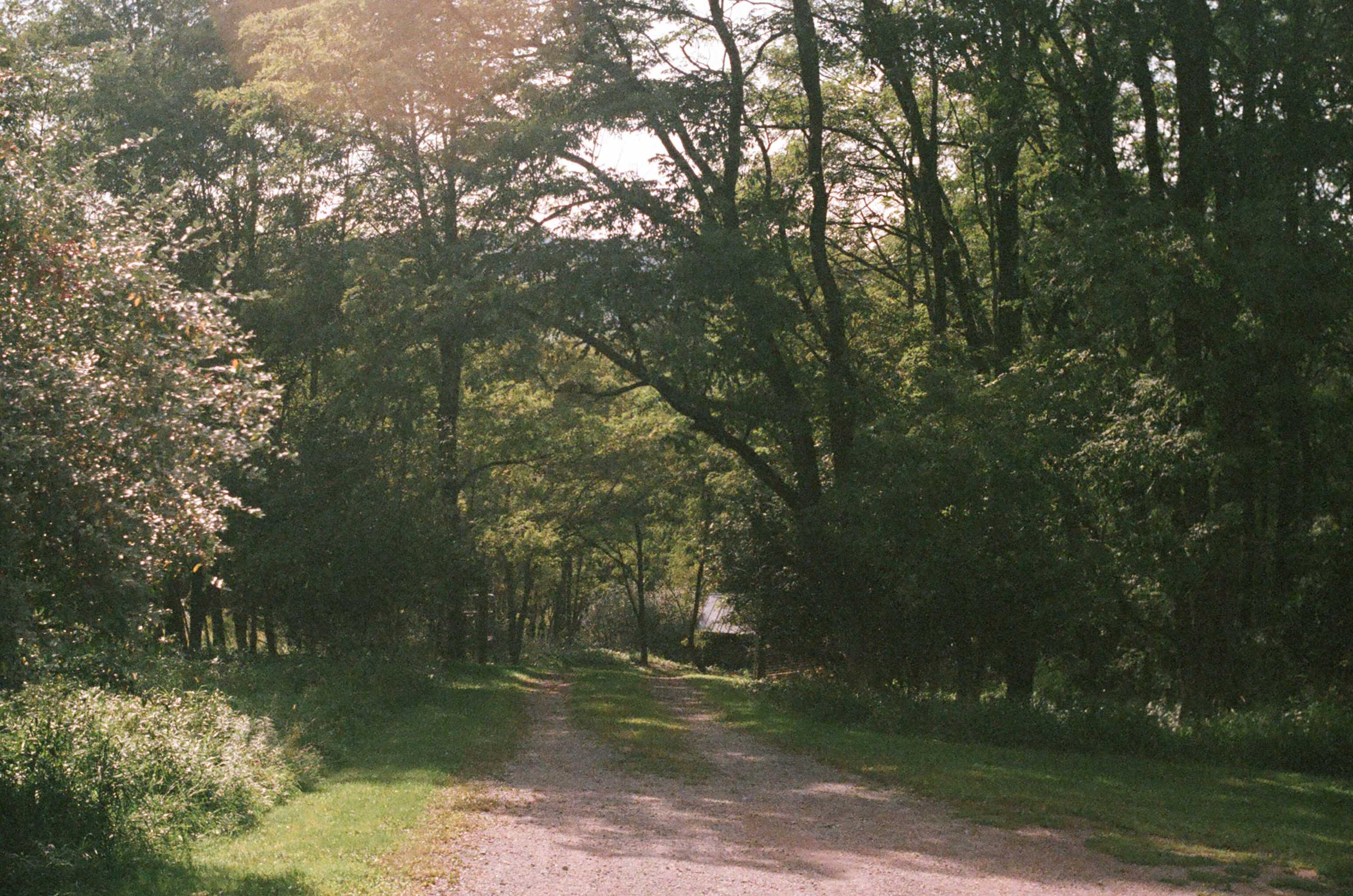 A sun-dappled gravel path winding through a dense forest of tall green trees, with sunlight filtering through the canopy and illuminating patches of grass along the sides. The path appears to lead deeper into the woods.