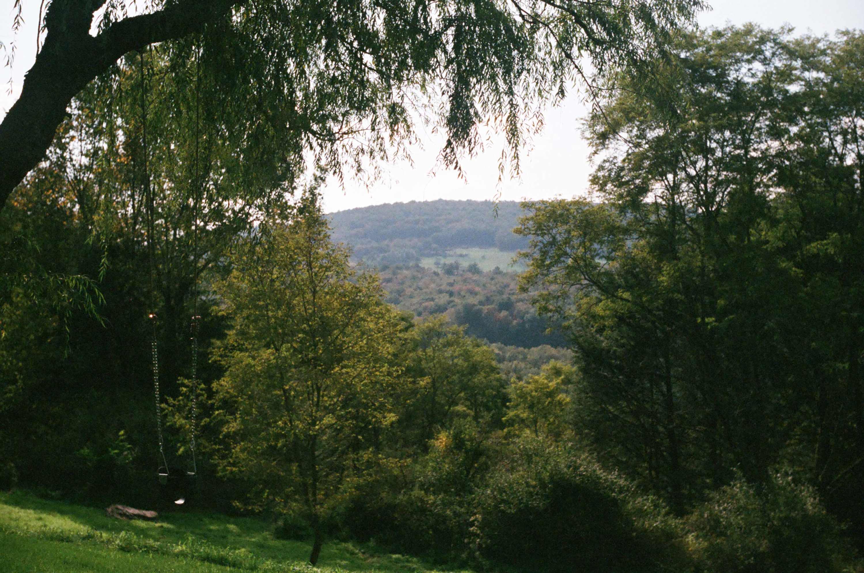 A lush green yard framed by a large weeping willow tree, offering a scenic view of distant rolling hills covered in dense green foliage. A tree swing hangs from a branch, suggesting a playful outdoor space.