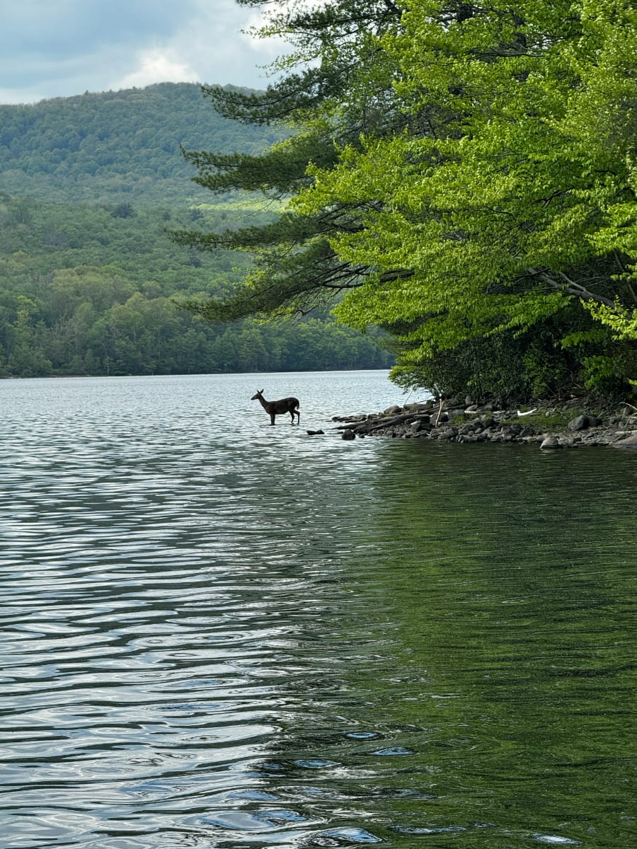 A solitary deer stands partially submerged in the calm waters of a large lake, close to a rocky, tree-lined shore, with rolling forested hills under a cloudy sky in the background.
