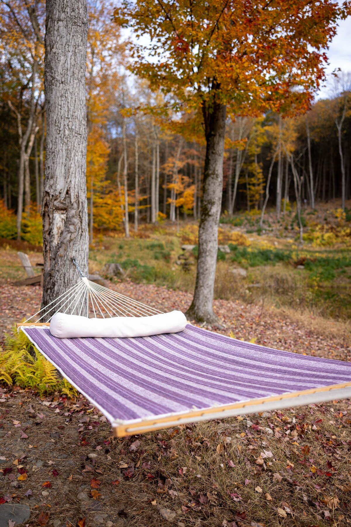 Purple and white striped hammock strung between two trees in a wooded area, surrounded by fallen autumn leaves. The background shows more trees with colorful fall foliage.
