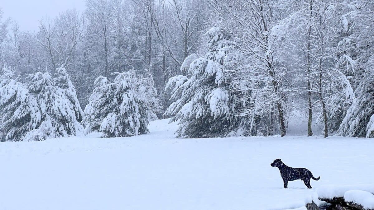A black dog stands in a deep snow-covered field, surrounded by a dense forest of snow-laden evergreen and deciduous trees, creating a picturesque winter wonderland scene.