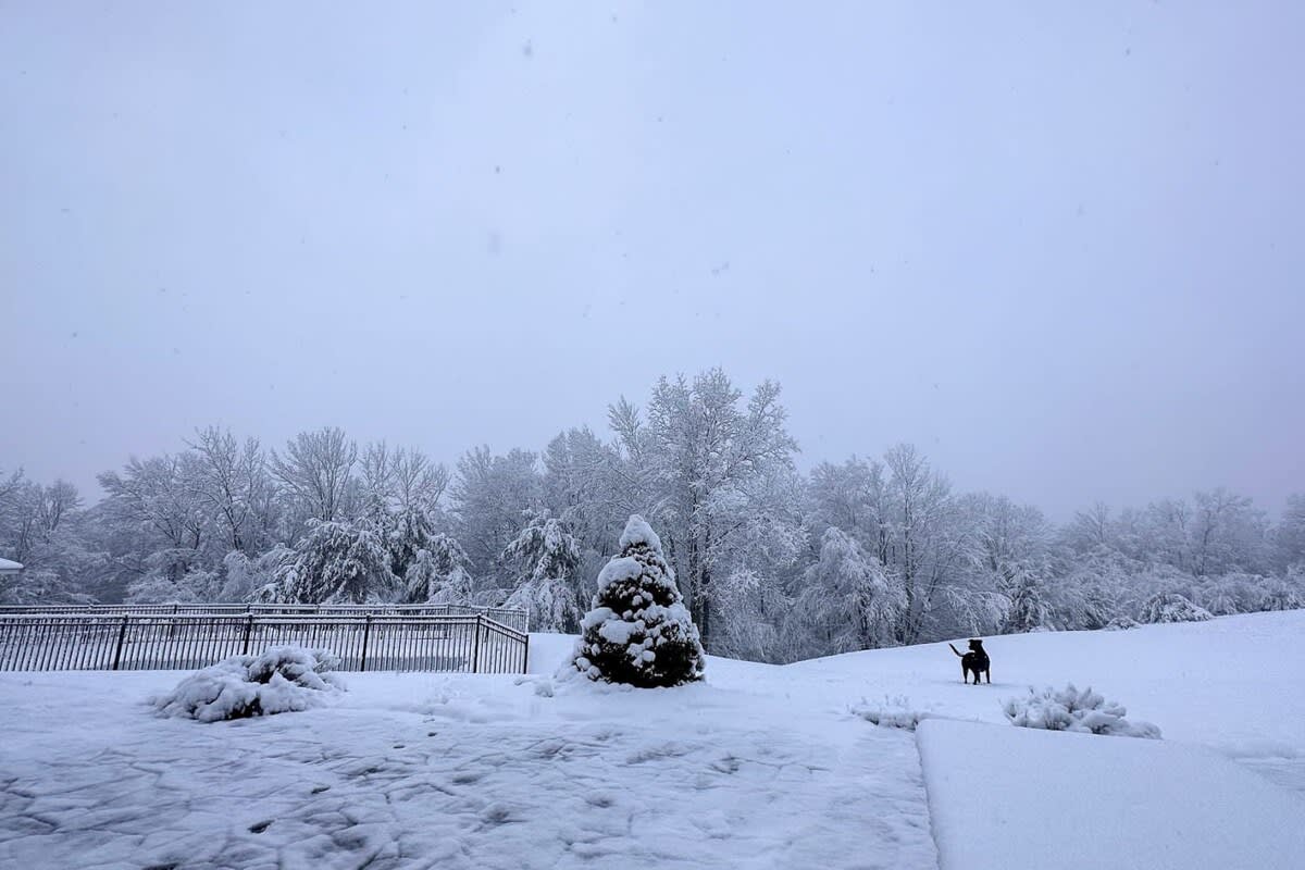 A snow-covered backyard features a small evergreen tree and a dark fence enclosing a pool area, with a black dog standing in the snow, all set against a backdrop of snow-dusted trees and an overcast sky.