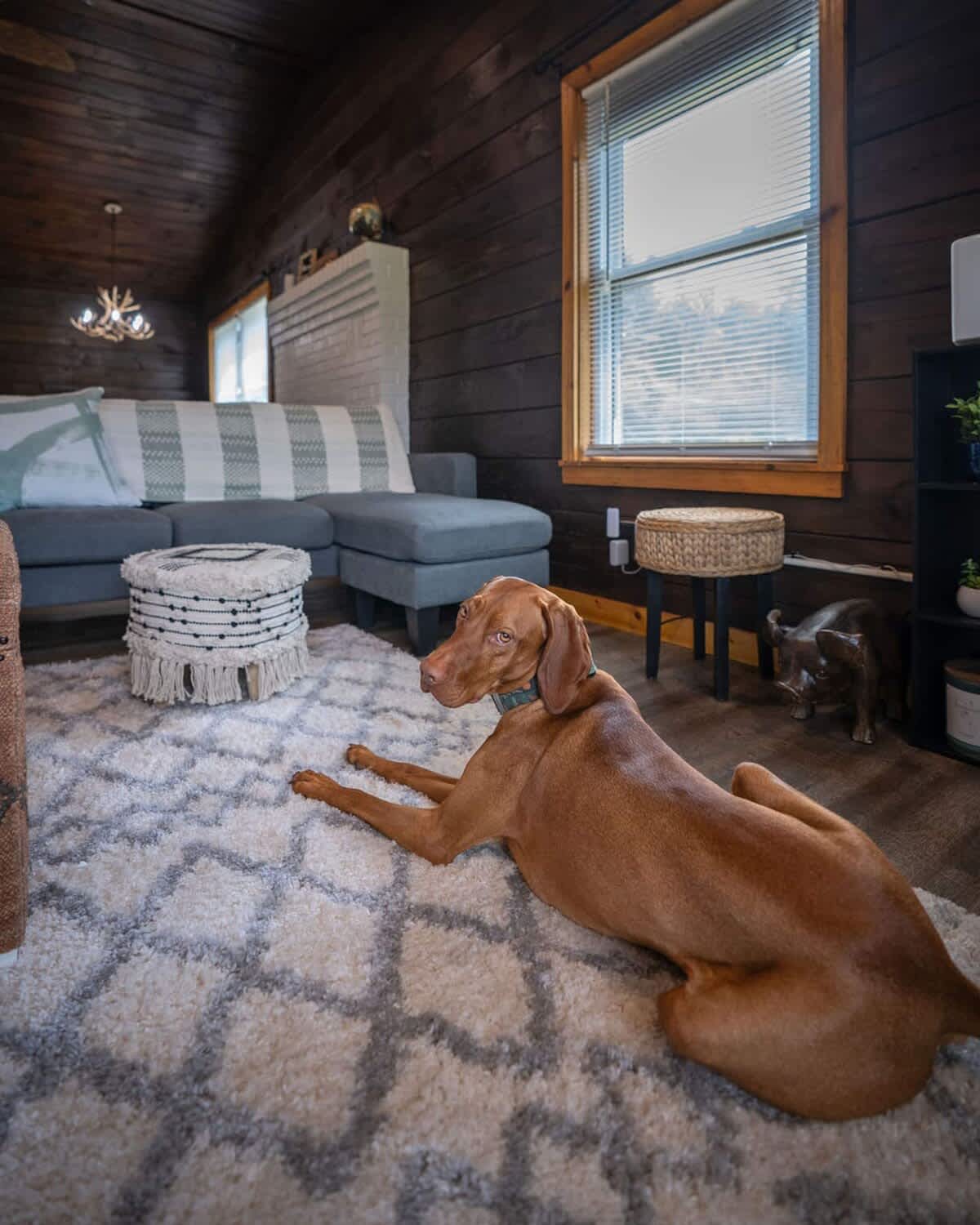A warm-toned dog peacefully rests on a plush white and grey geometric area rug in a rustic living room with dark wood paneled walls and ceiling. A grey sectional sofa and a decorative ottoman are visible in the background, along with a window.