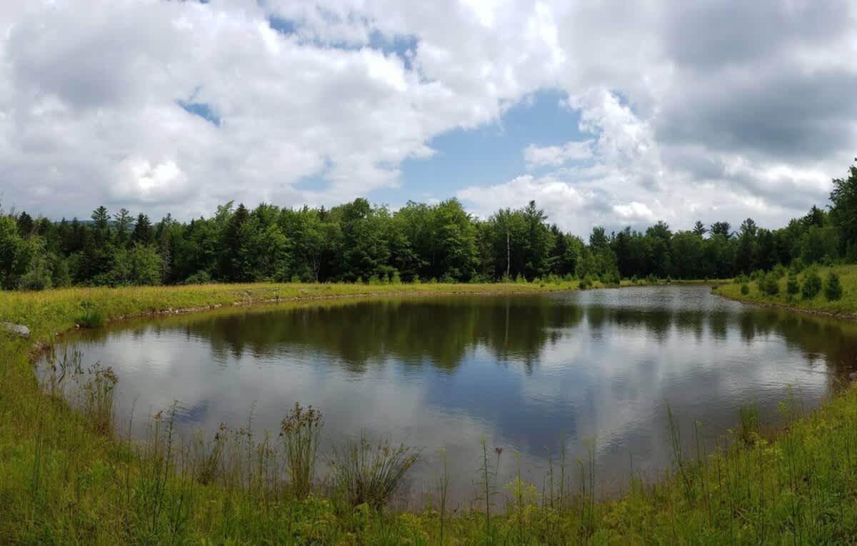 A tranquil, wide-angle view captures a calm pond reflecting the cloudy blue sky, bordered by vibrant green grass and a dense forest of evergreen trees under a bright, partly cloudy sky.