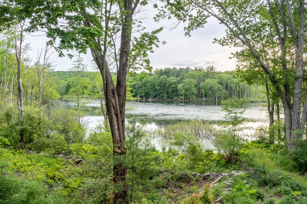A picturesque view of a tranquil lake surrounded by dense, vibrant green trees under a soft, overcast sky. The foreground features various foliage and a prominent tree trunk, emphasizing the natural, rural setting.