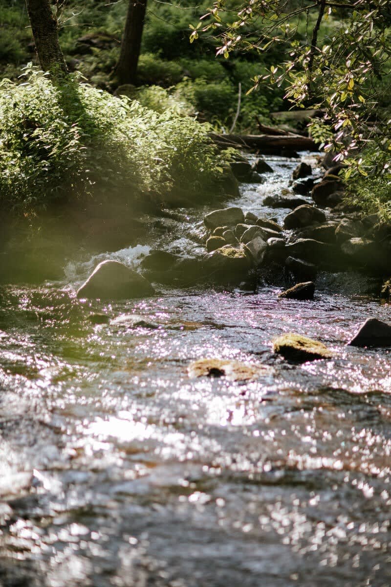 Close-up of a sparkling river flowing over rocks, surrounded by lush green foliage and dappled sunlight. The water reflects light, creating a shimmering effect.