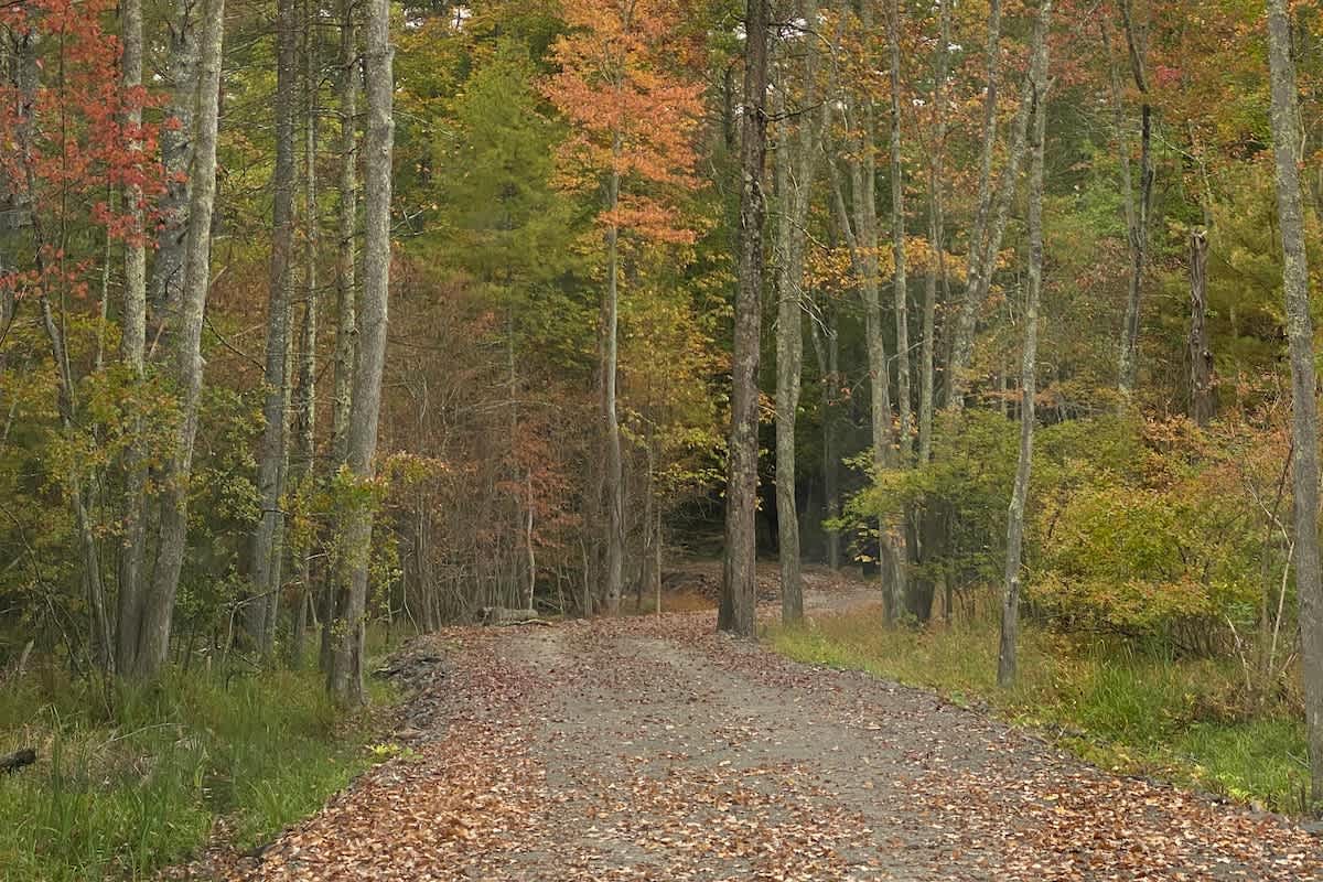 A winding dirt path covered with fallen autumn leaves, flanked by tall, slender trees with hints of fall foliage in the background, leading into a dense forest.