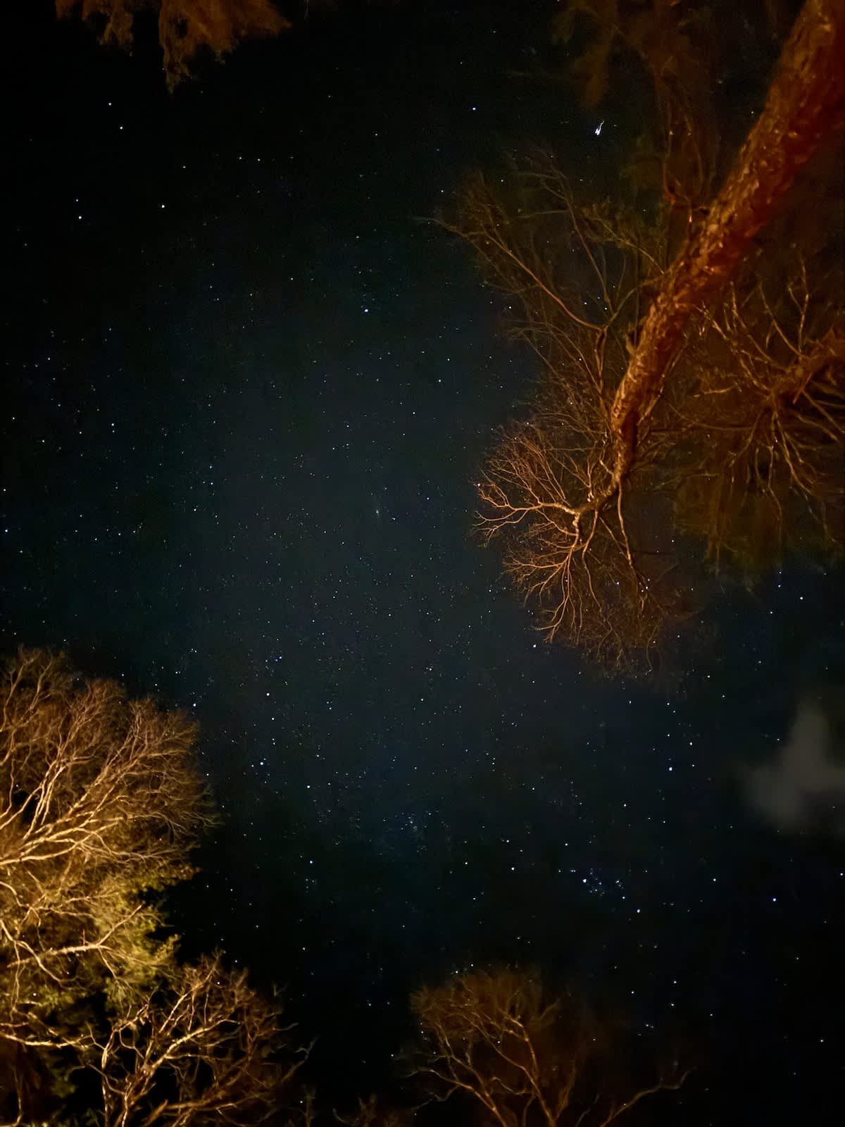 A clear night sky filled with countless stars, framed by the silhouettes of tree branches, suggesting a secluded location with excellent stargazing opportunities.