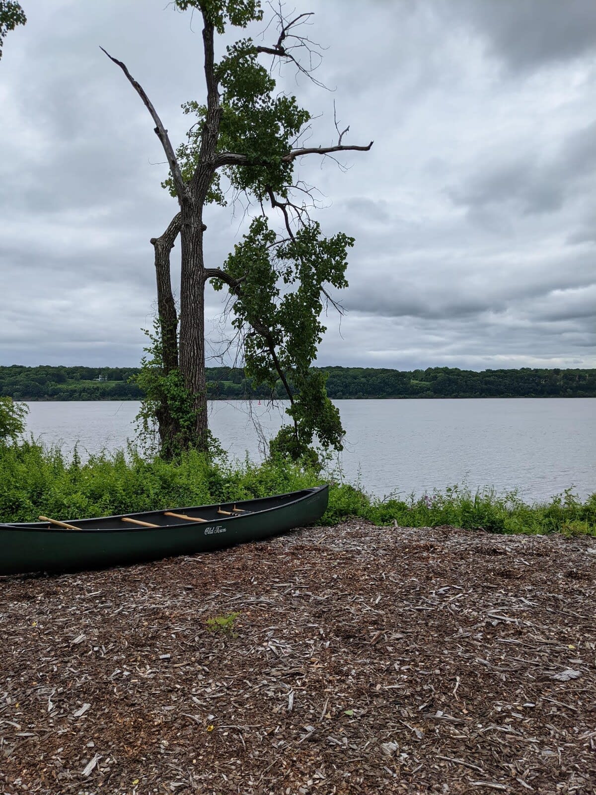 A green canoe rests on a wood chip covered bank next to a calm body of water, with a large, gnarled tree providing shade under an overcast sky. Distant trees line the far shore.