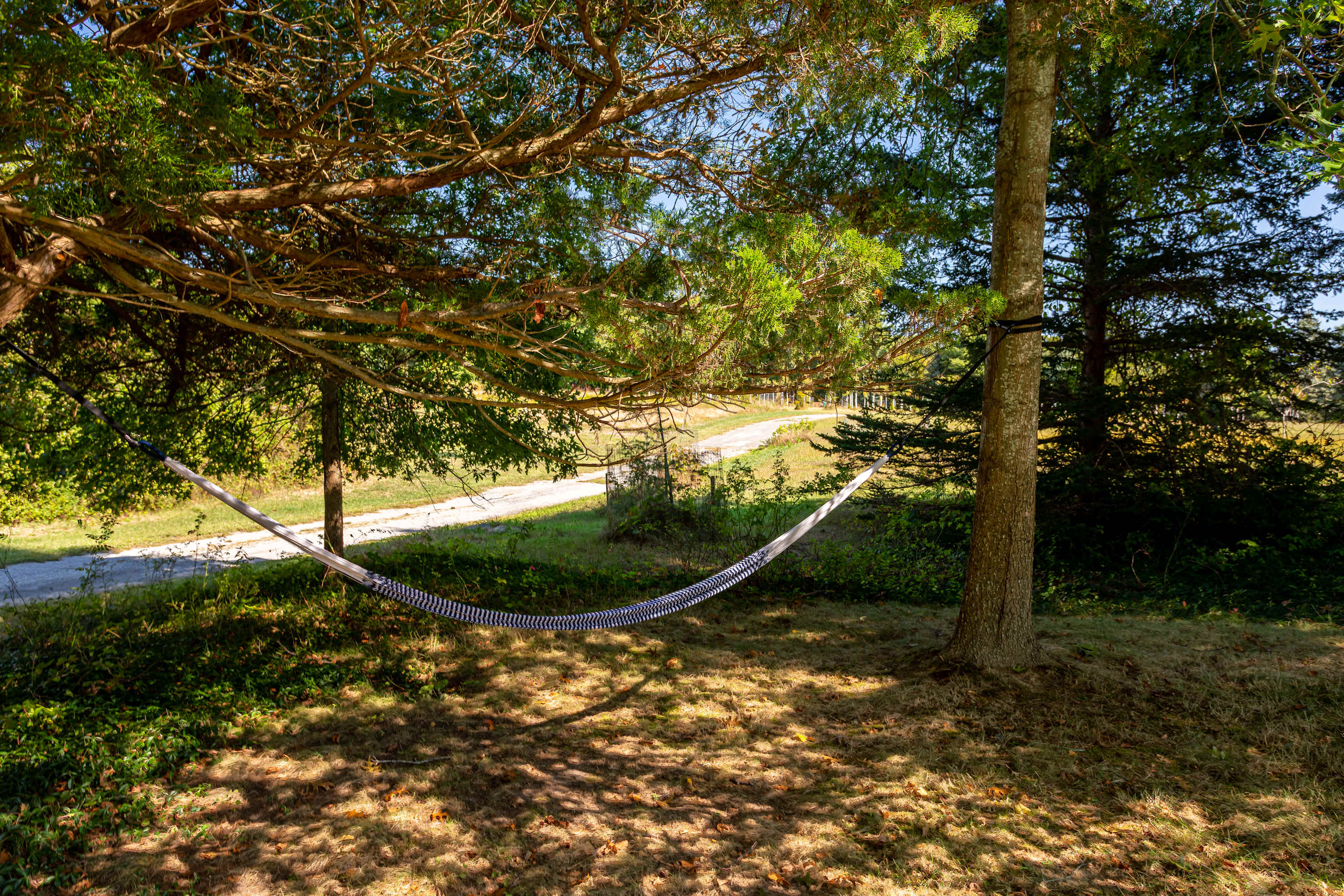 A striped hammock hangs between two trees in a shaded, grassy yard, offering a serene spot for relaxation with a glimpse of a paved road in the sunny background.