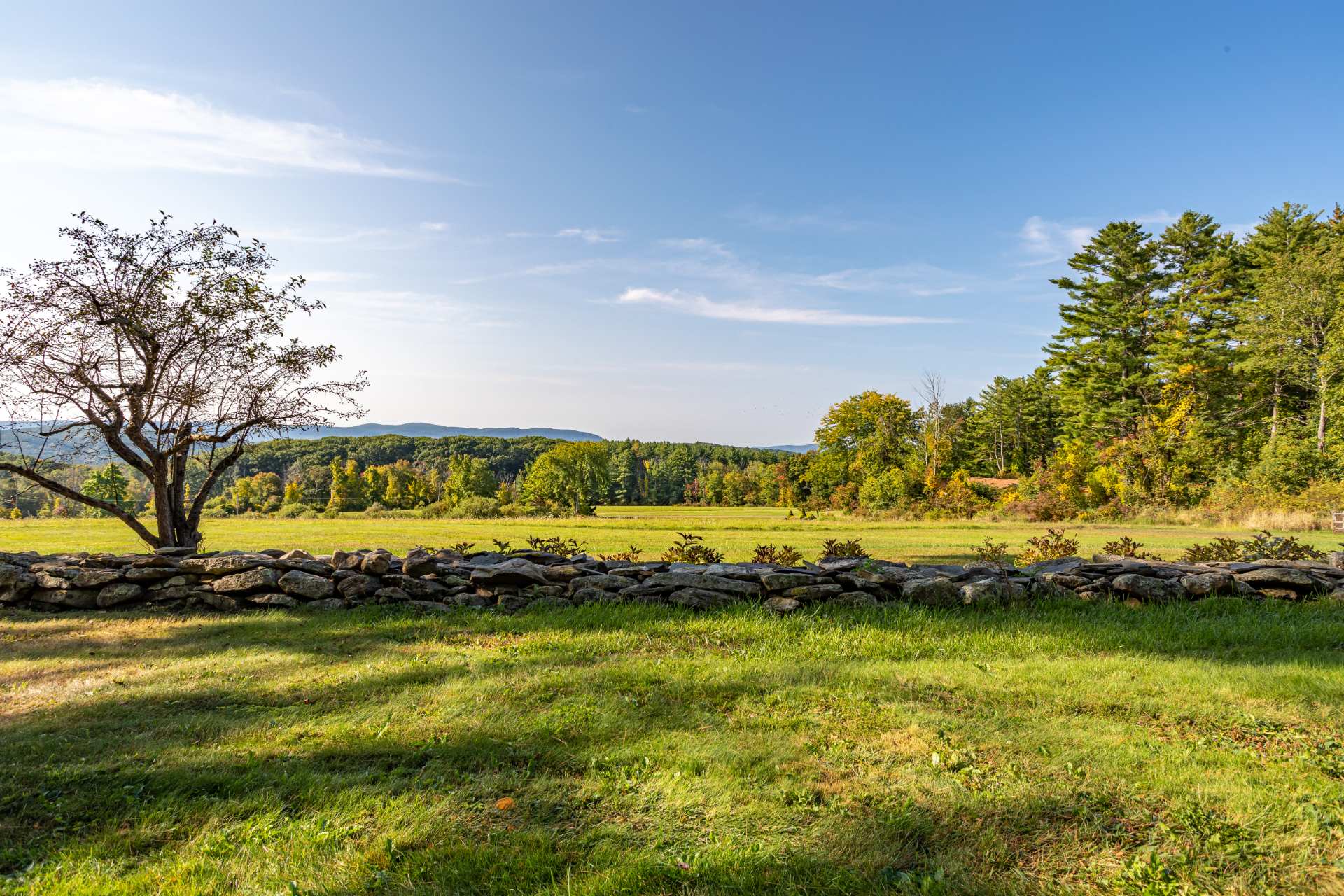 A wide-angle view of a vast green meadow with a rustic stone wall in the foreground, leading to a dense forest with autumn-colored trees and distant mountains under a clear blue sky. A single bare tree stands to the left, adding to the natural landscape.
