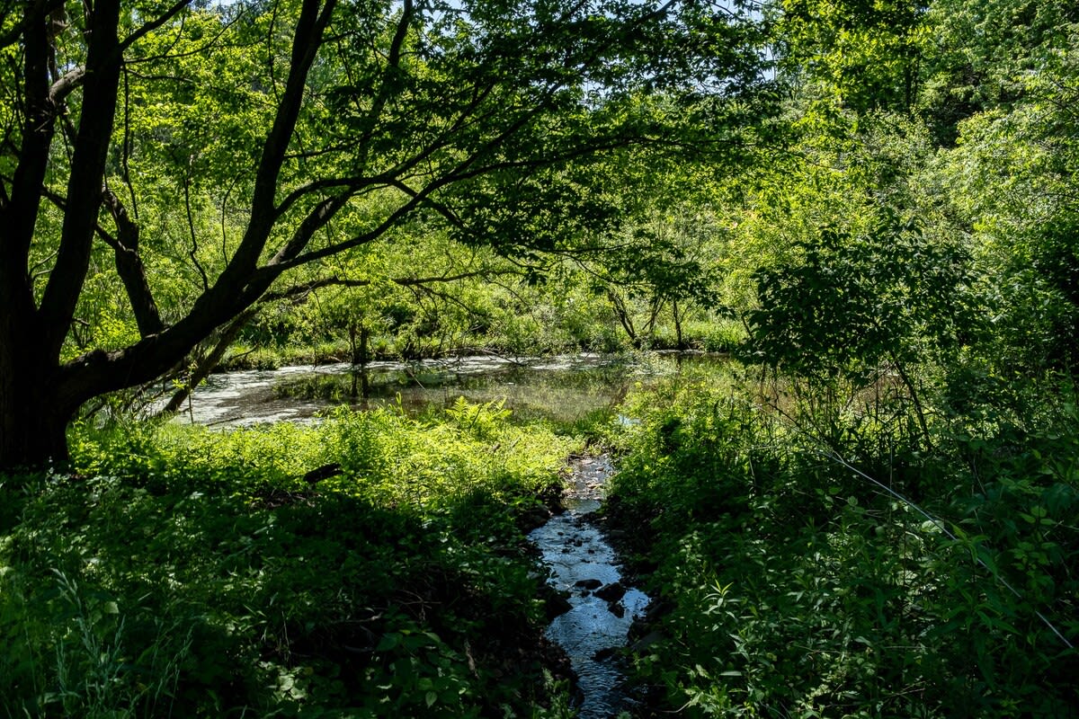 Serene view of a small stream flowing into a tranquil pond, nestled within a dense, sun-dappled forest with vibrant green foliage and tall trees. The natural setting provides a peaceful and secluded atmosphere.