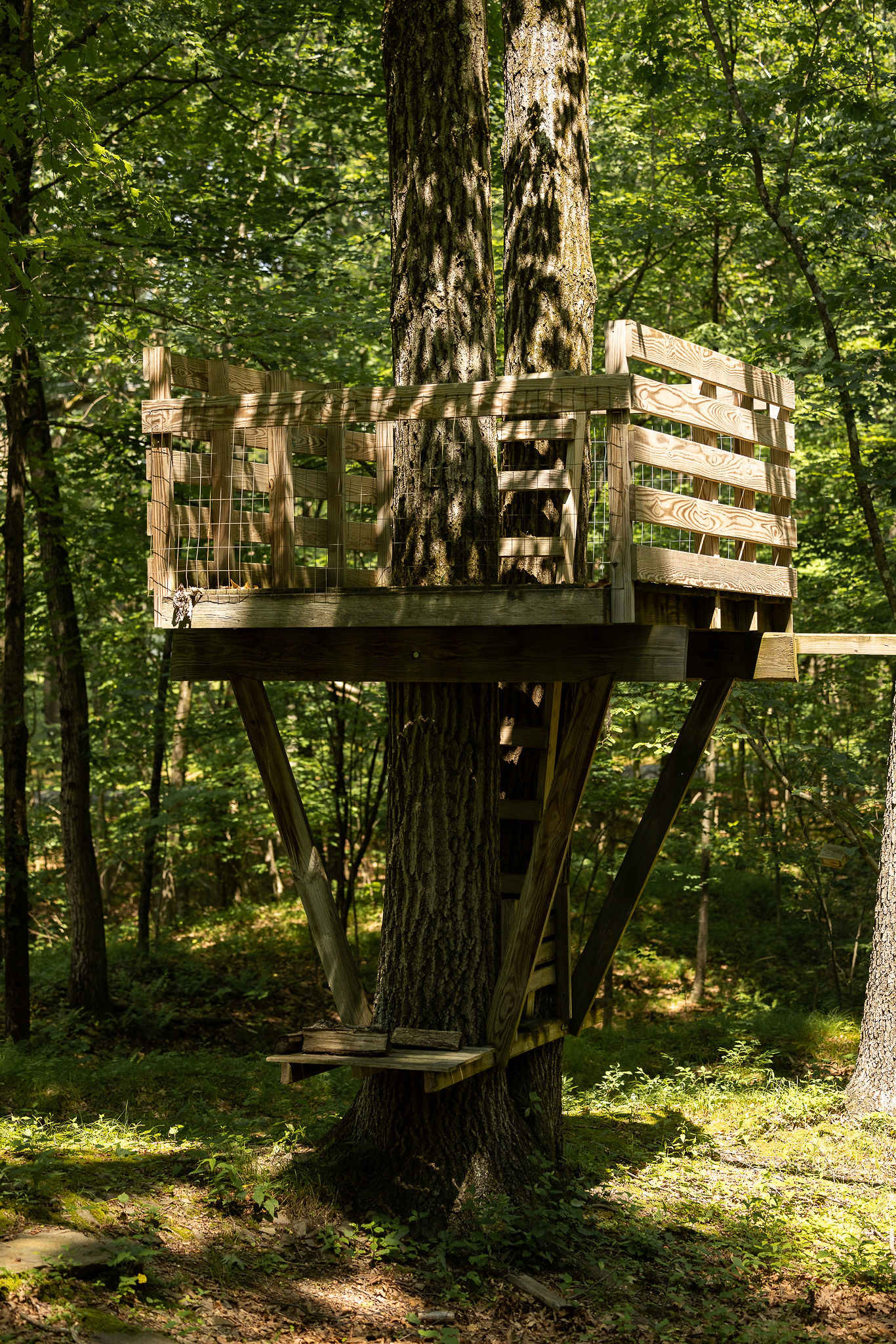Rustic wooden treehouse platform with slatted railings, built around two large tree trunks in a sun-dappled forest.