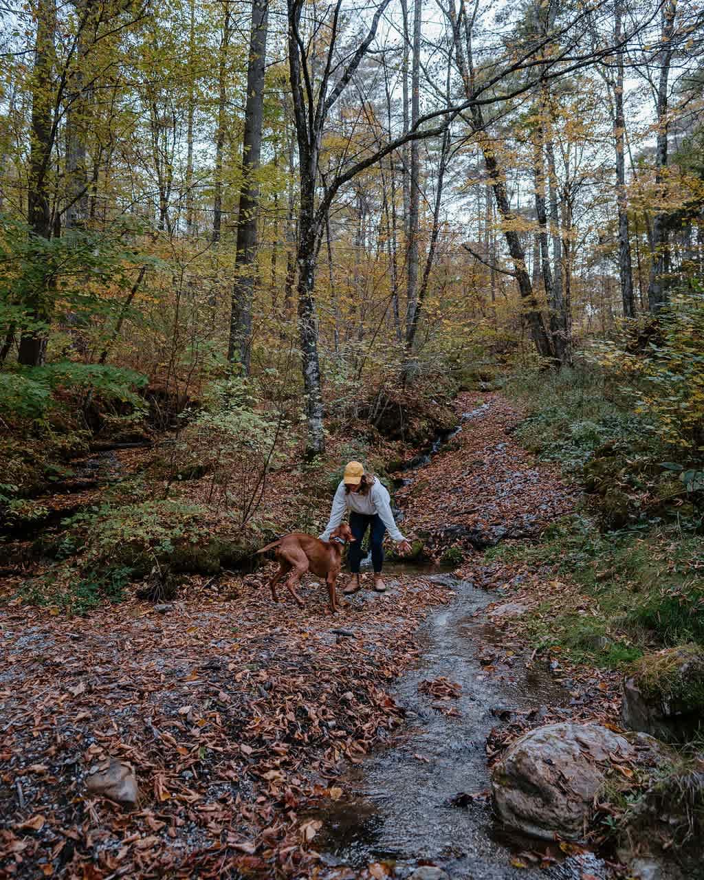 A person in a yellow hat and a dog walk along a small stream winding through a forest floor covered in vibrant autumn leaves. Tall trees with bare branches line the banks, creating a serene natural setting.