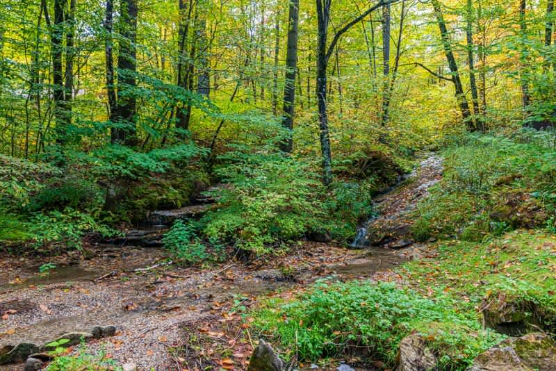 A serene forest scene with a shallow, rocky stream winding through lush green and yellow foliage, indicating a natural, wooded setting surrounding the property.