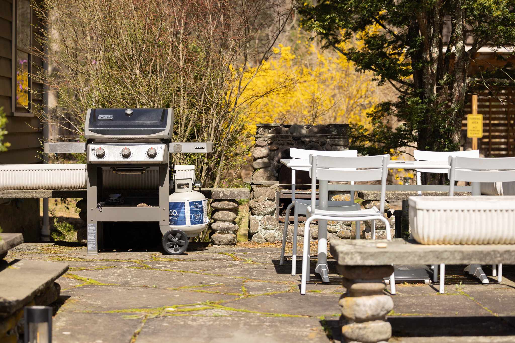 Close-up of a black gas BBQ grill on a flagstone patio, next to a stone bench and white outdoor chairs. Bright yellow flowering bushes provide a vibrant backdrop.