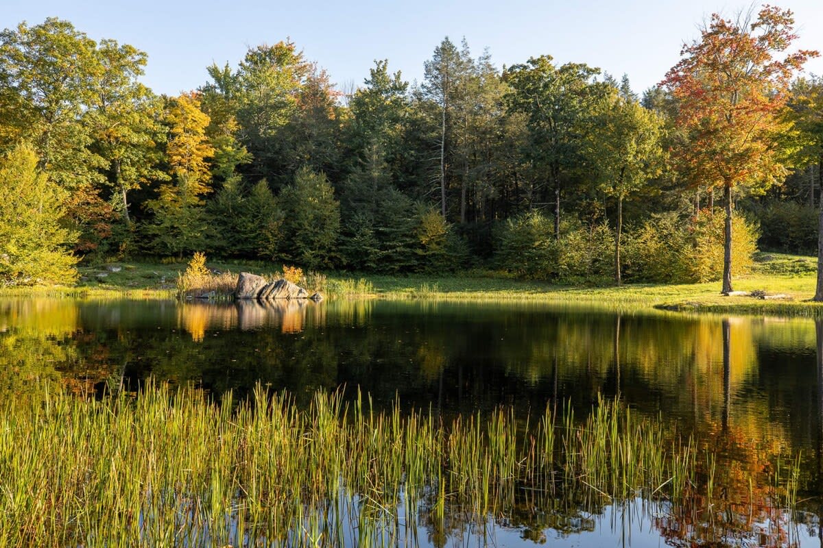 A serene lake or pond with calm, reflective water, surrounded by lush green and autumnal trees under a clear sky. Tall reeds line the foreground, adding texture to the natural landscape.