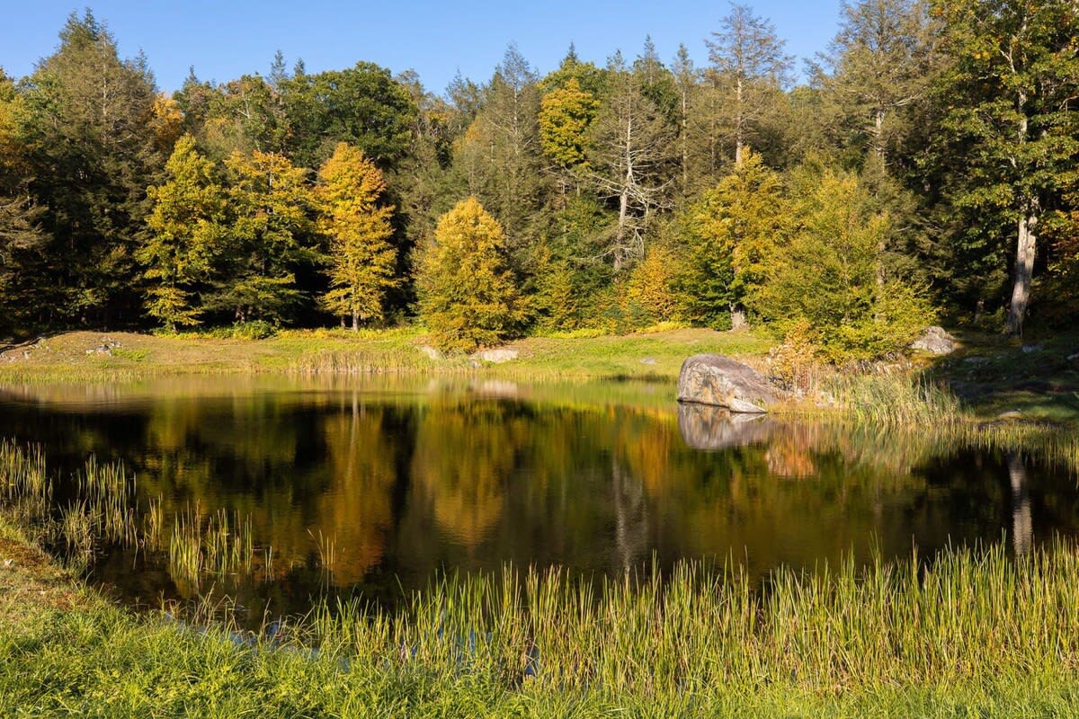 Serene lake reflecting the surrounding autumn trees with vibrant green and yellow foliage, bordered by tall grass and a large rock, suggesting a tranquil natural setting perfect for relaxation.