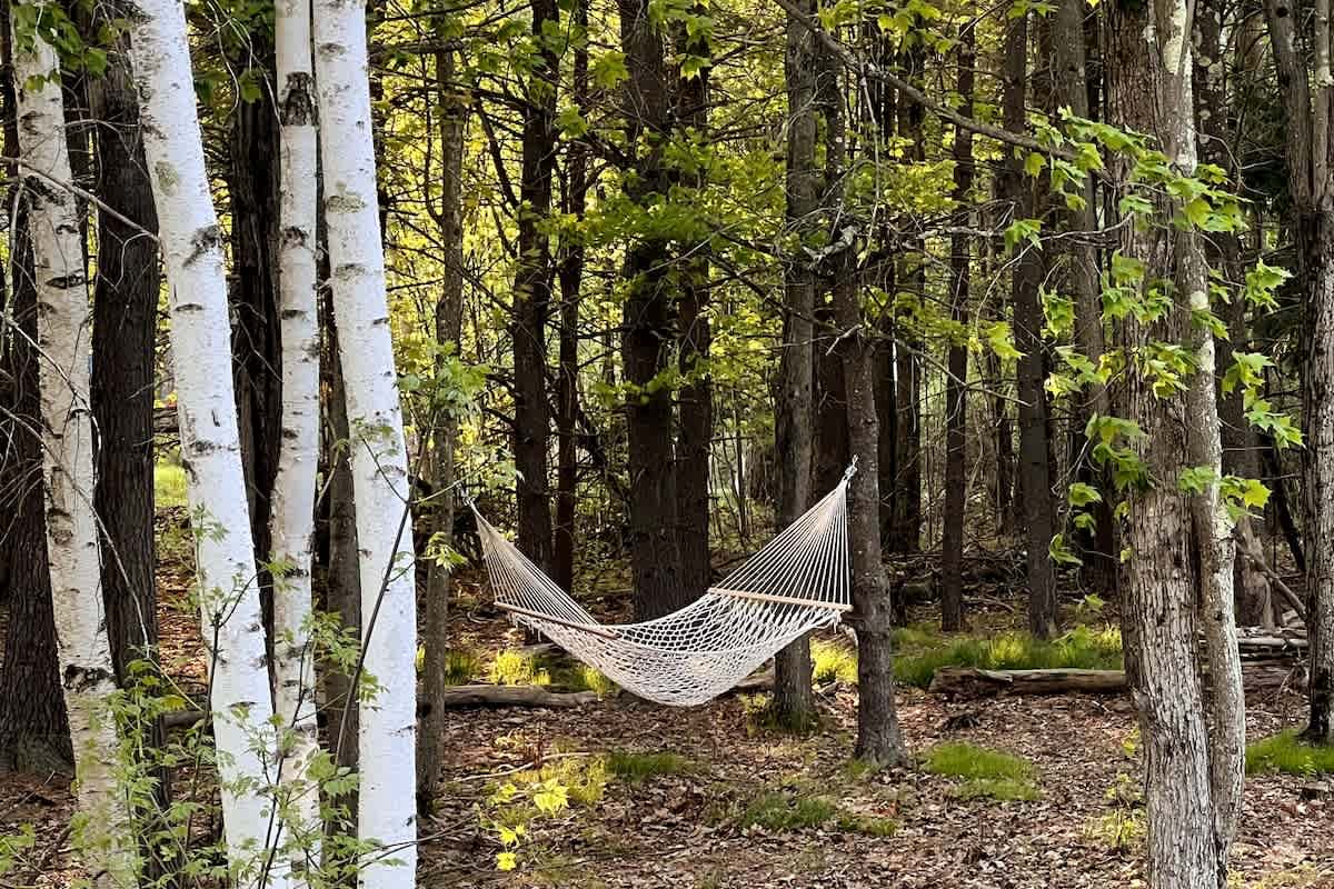 A white rope hammock is strung between two trees in a sun-dappled forest, surrounded by tall birch trees and other deciduous and evergreen trees with green foliage. The ground is covered in fallen leaves and sparse grass.