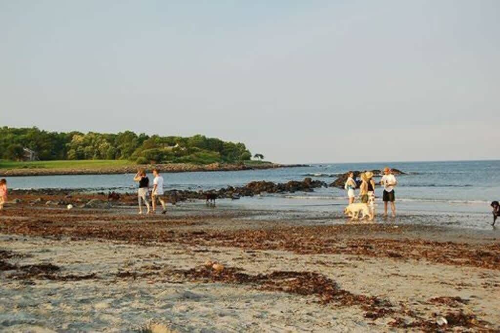 A wide sandy beach with patches of seaweed, where several people and dogs are walking near the calm ocean under a clear sky. A rocky coastline and green trees are visible in the distance.