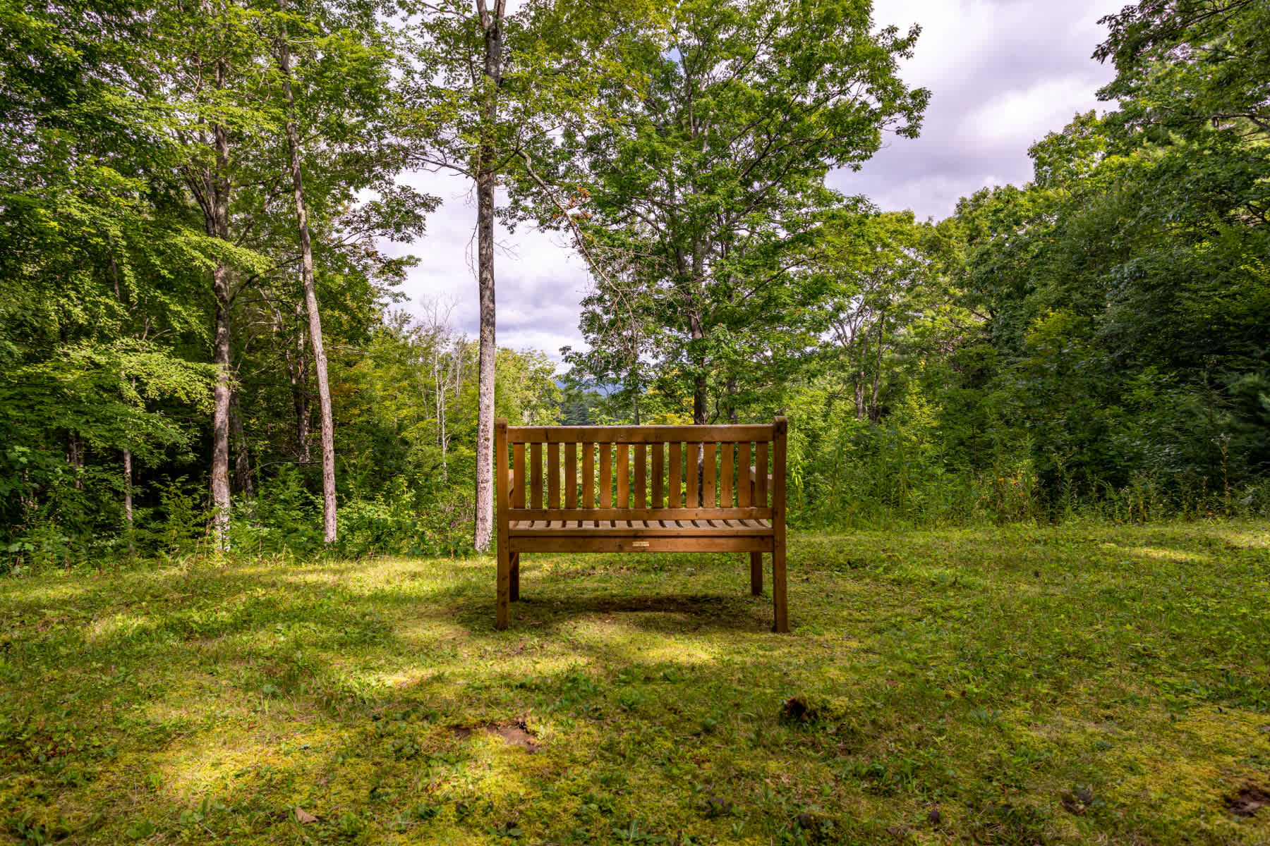 A solitary wooden bench sits on a sun-dappled grassy knoll, surrounded by tall, slender trees, offering a peaceful spot to enjoy the natural surroundings.