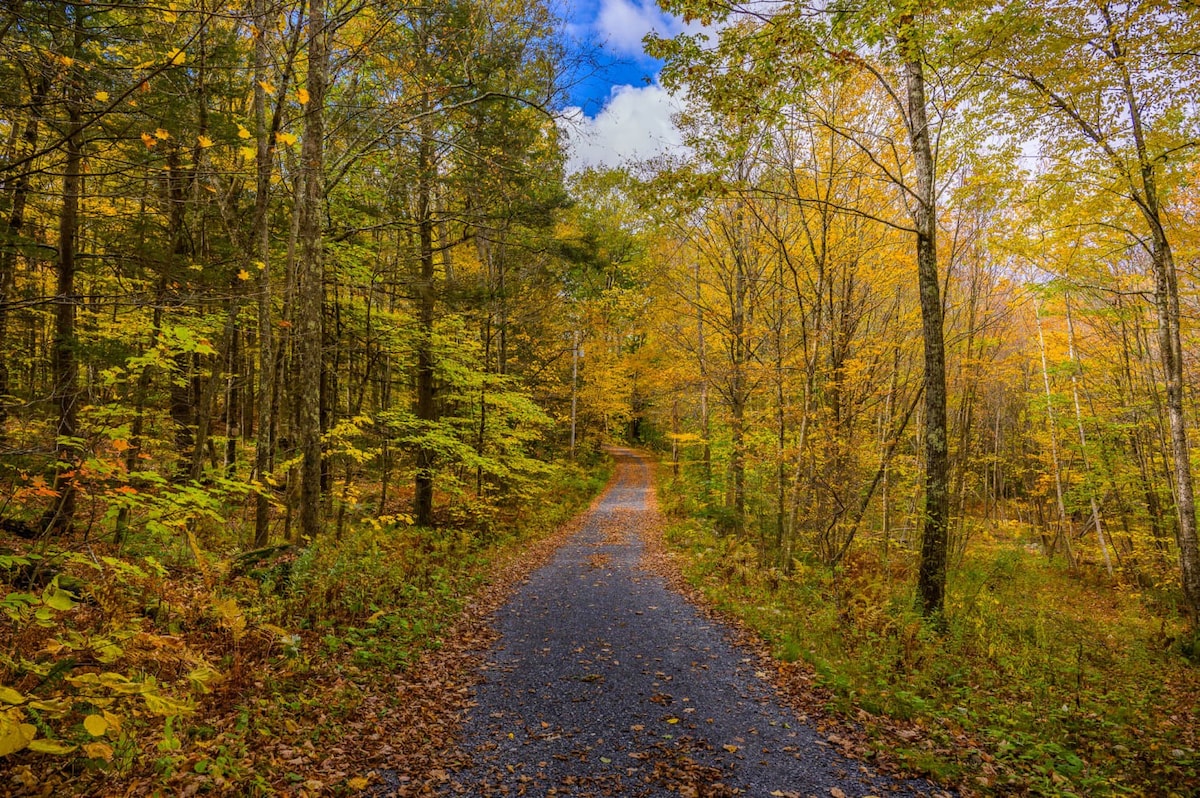 A scenic gravel path winds gently through a dense forest, showcasing vibrant yellow and green autumn foliage on the trees and covering the ground with fallen leaves. A bright blue sky with scattered white clouds is visible through the tree canopy, suggesting a beautiful day for a walk.