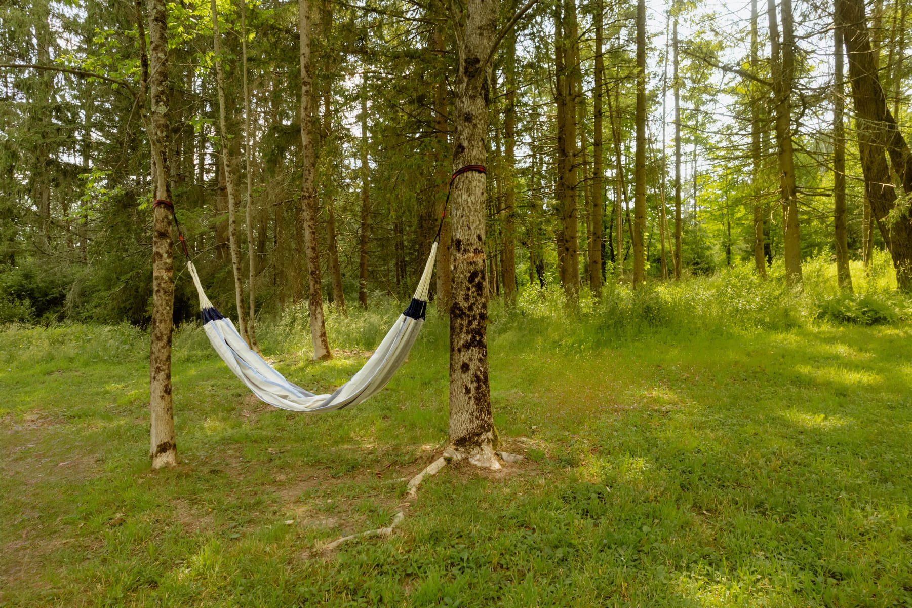 A striped hammock is strung between two trees in a lush, green wooded area, offering a serene spot for relaxation amidst tall trees and natural foliage.