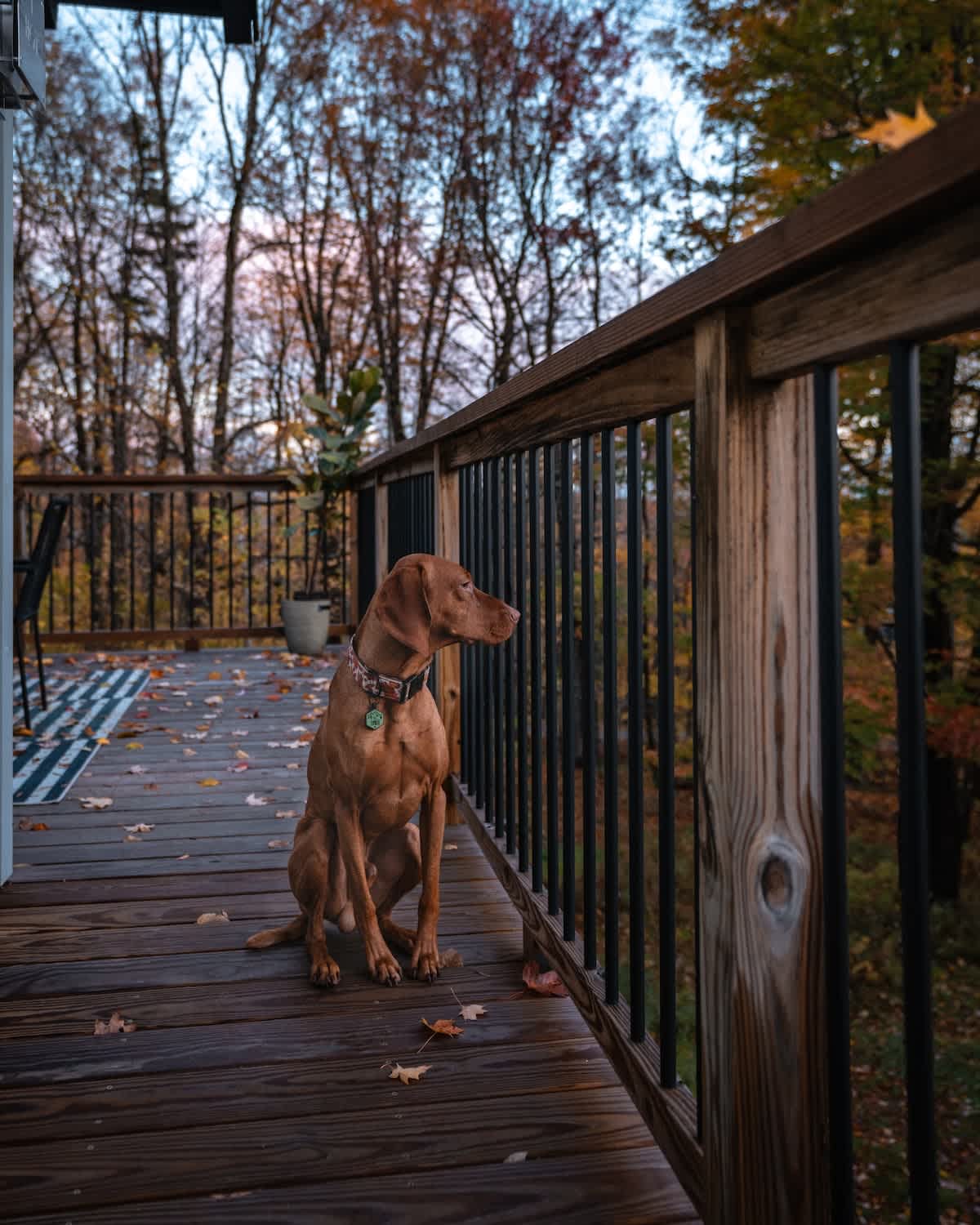 Wooden deck with black railings, overlooking a vibrant autumn forest, with a brown dog sitting calmly and looking out at the view.