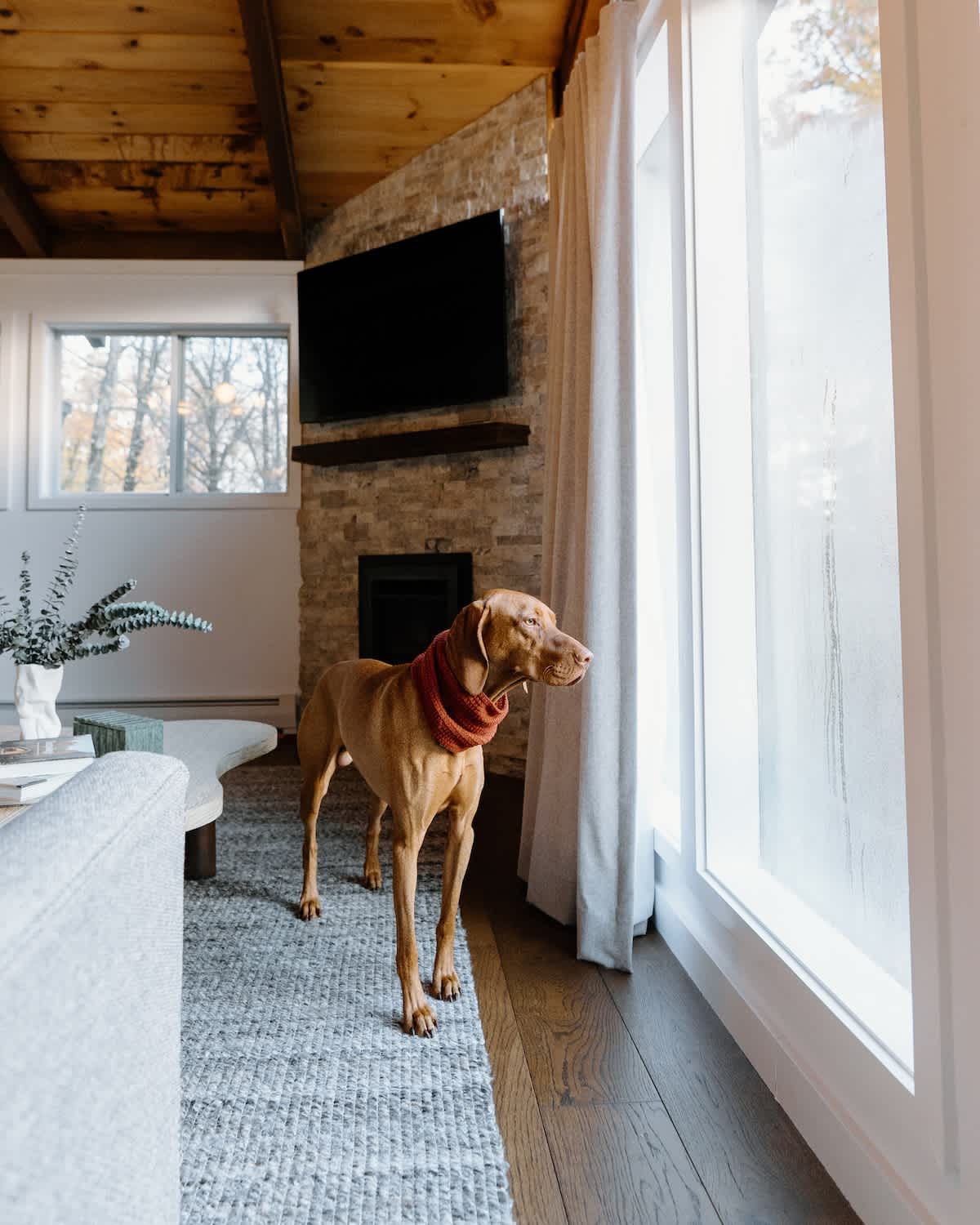A Vizsla dog stands on a grey rug in a modern living space, looking out a large window with frosted glass. A stone fireplace with a mounted TV is visible in the background.