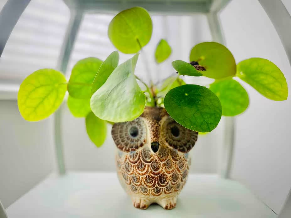 A vibrant green Pilea plant with round leaves is potted in a charming brown and white owl-shaped ceramic planter. The plant is displayed on a white shelf, with soft, diffused light illuminating its foliage.
