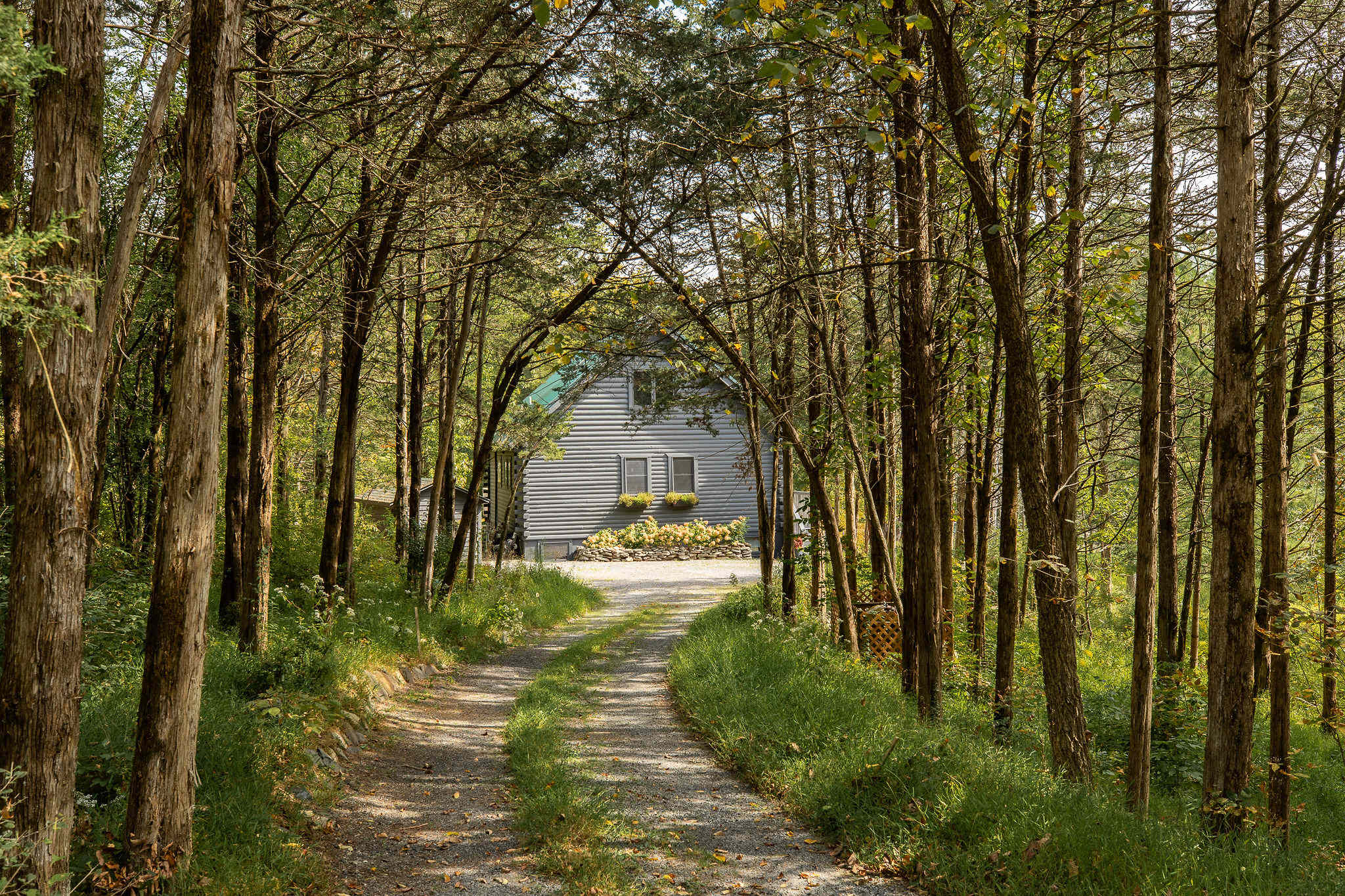 A winding gravel driveway leads through a dense forest of tall, slender trees, revealing a glimpse of the gray log cabin house in the distance, nestled privately within the woods.