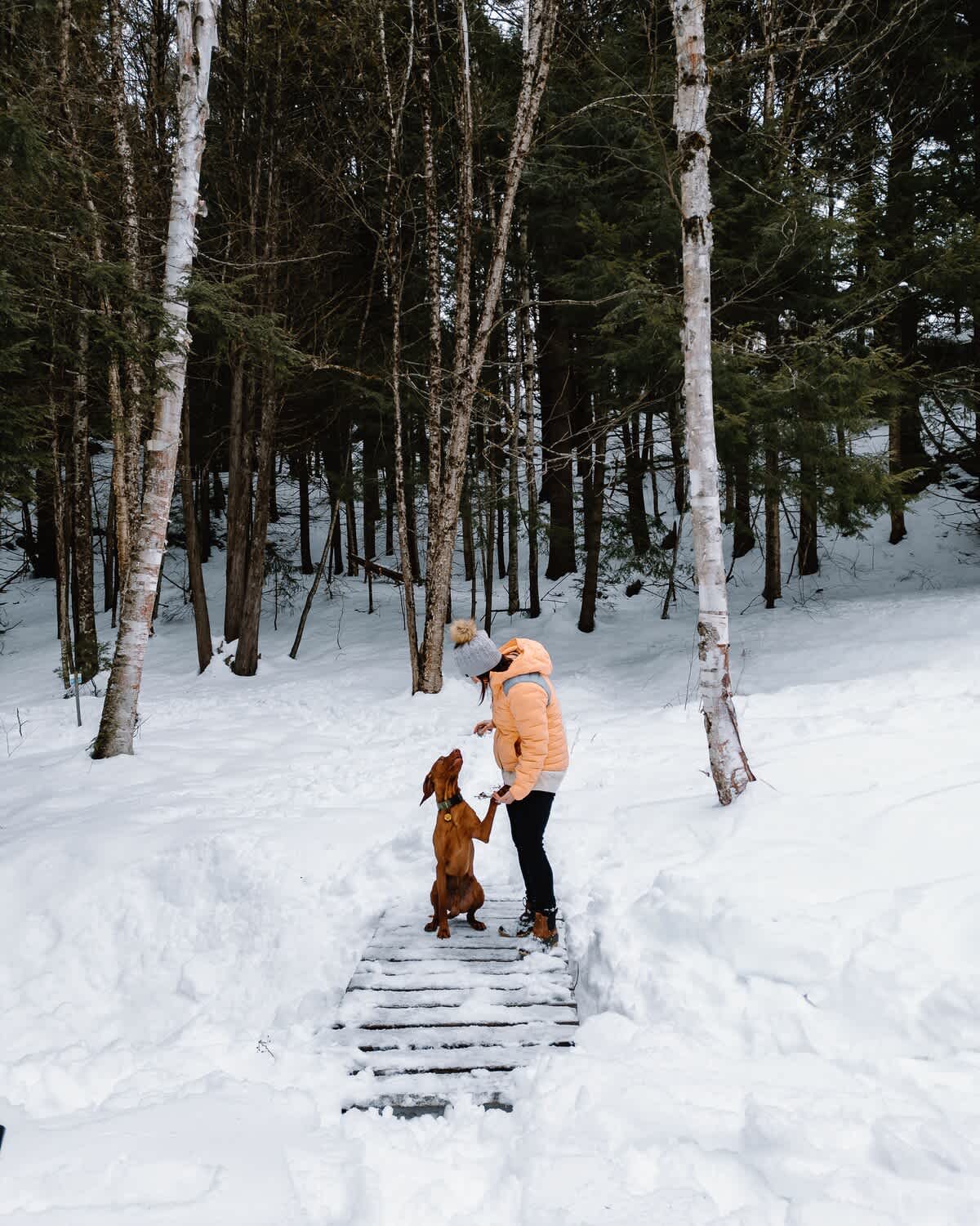 A person in a winter jacket interacts with a Vizsla dog on a rustic wooden walkway, surrounded by snow-covered ground and a dense forest of tall, bare trees and evergreens.