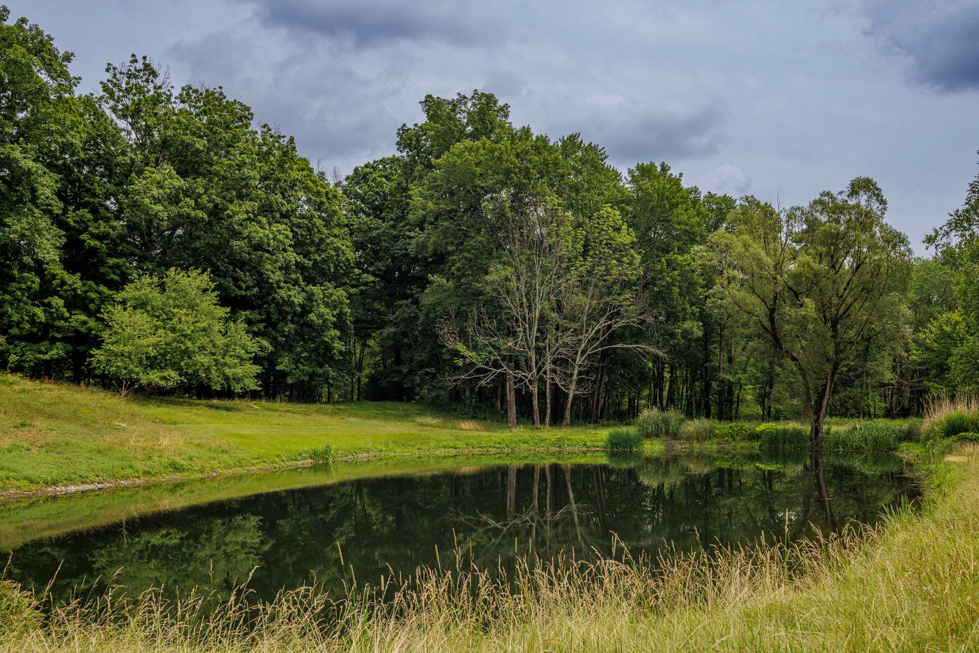A tranquil pond with reflections of surrounding trees and an overcast sky is bordered by tall grass and a lush green lawn, with dense woods in the background.