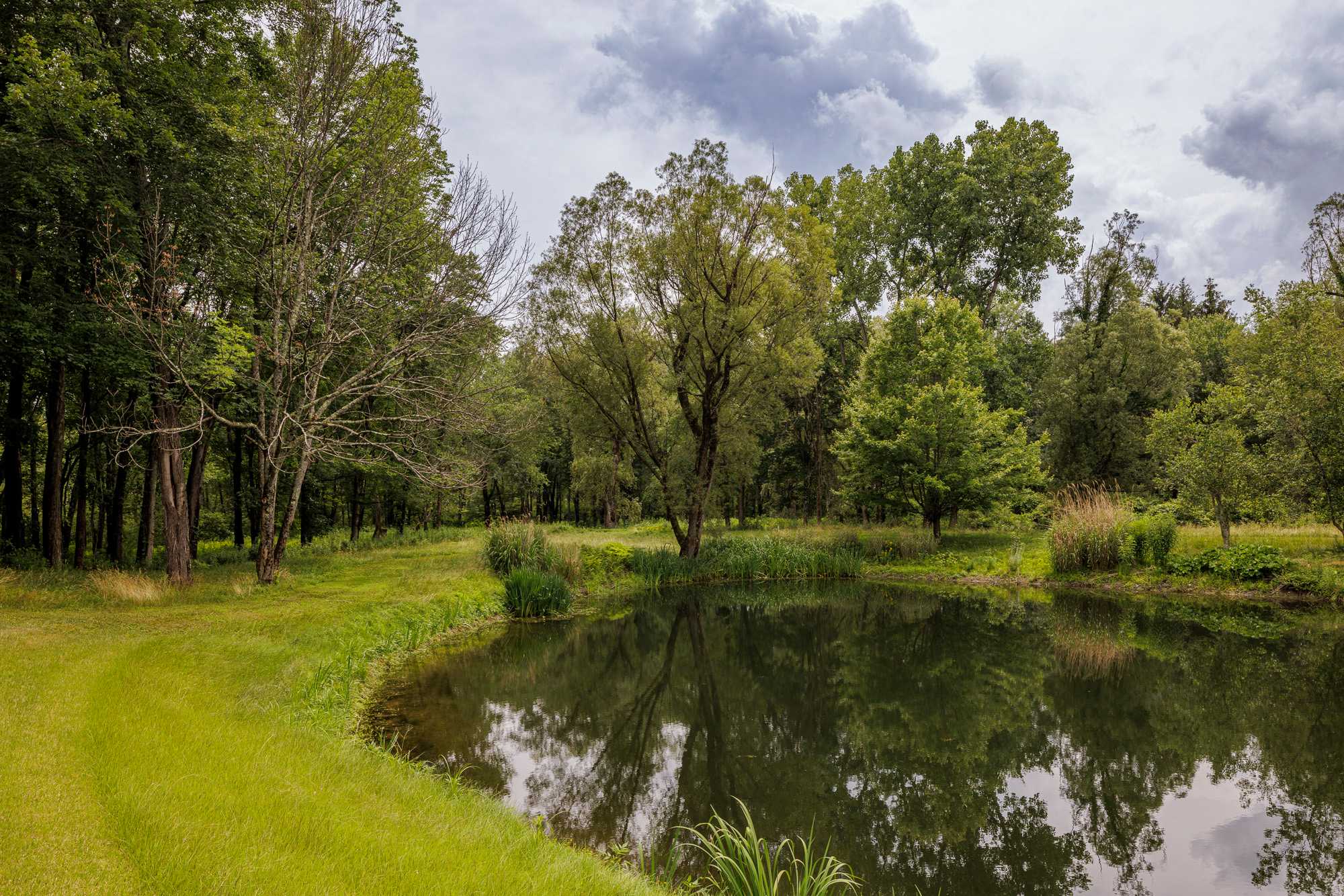 A serene pond reflects the surrounding lush green trees and an overcast sky, with tall grass lining the near bank and dense woods in the background.