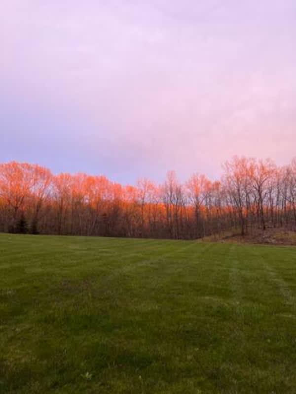 A wide shot captures a vibrant green field in the foreground, leading to a line of bare trees whose tops are illuminated in warm orange and pink hues by the setting or rising sun. The sky above transitions from soft pink to light purple, creating a serene natural scene.