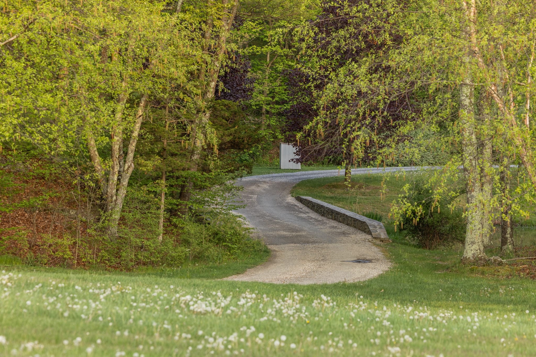 A winding gravel driveway curves through a lush green forest with tall trees, leading towards a white structure in the distance. The foreground features a grassy area dotted with white dandelions, suggesting a natural, expansive setting.