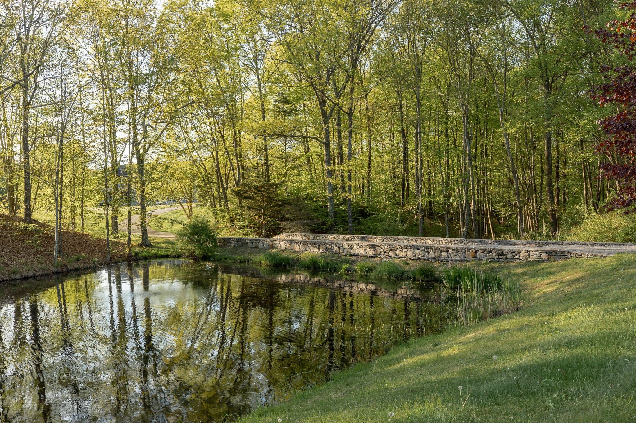 A serene pond or lake is bordered by a stone wall and a grassy bank, with a gravel road running alongside it. The water reflects the tall, slender trees with light green foliage that line the opposite bank, creating a peaceful natural vista.